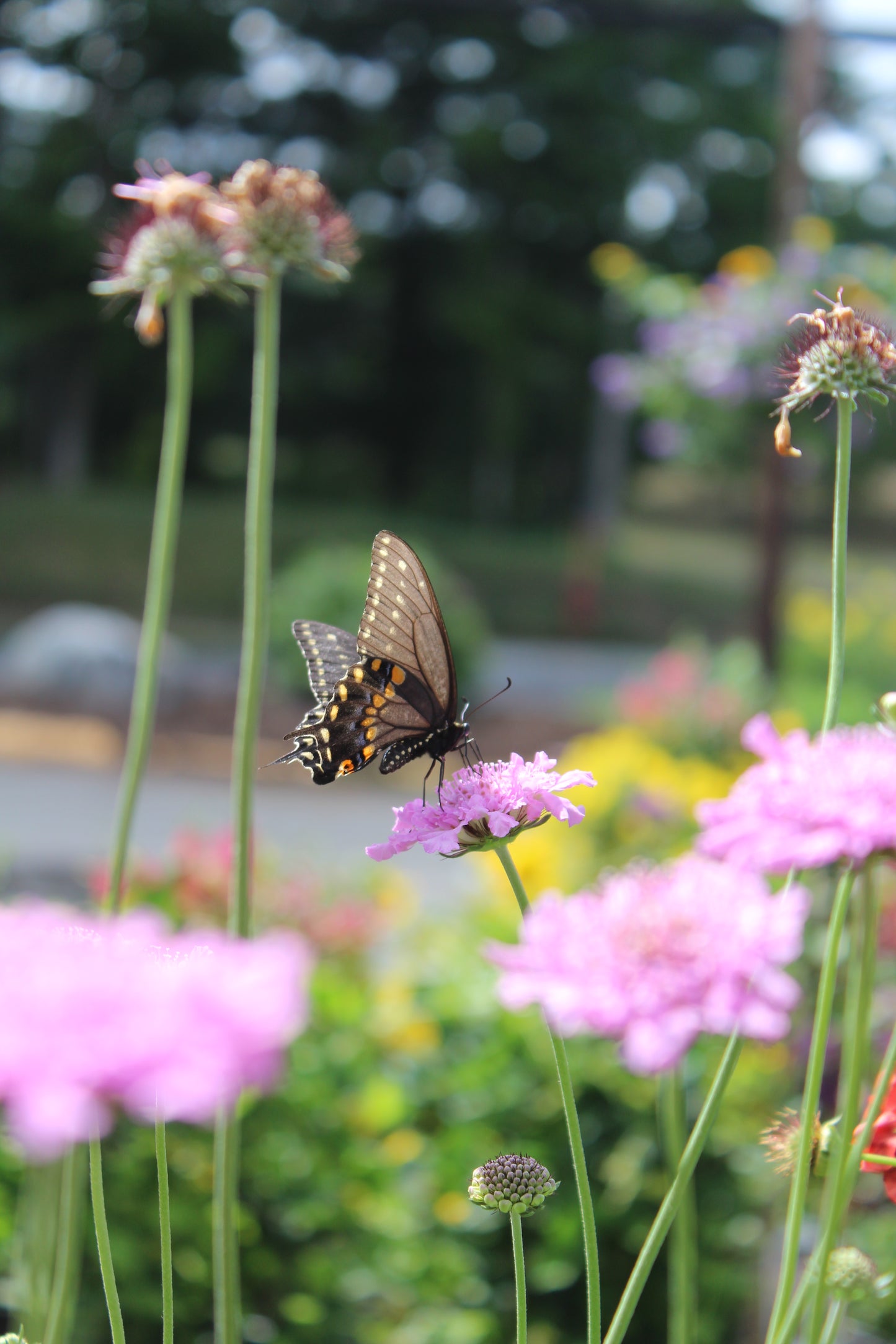 SCABIOSA columbaria Flutter Rose Pink 1g