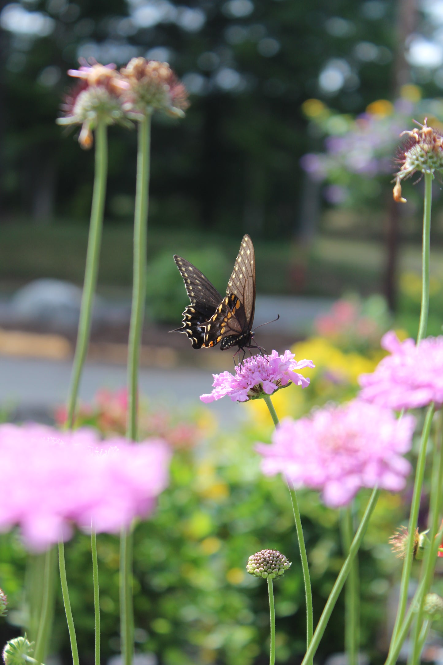 SCABIOSA columbaria Flutter Rose Pink 1g