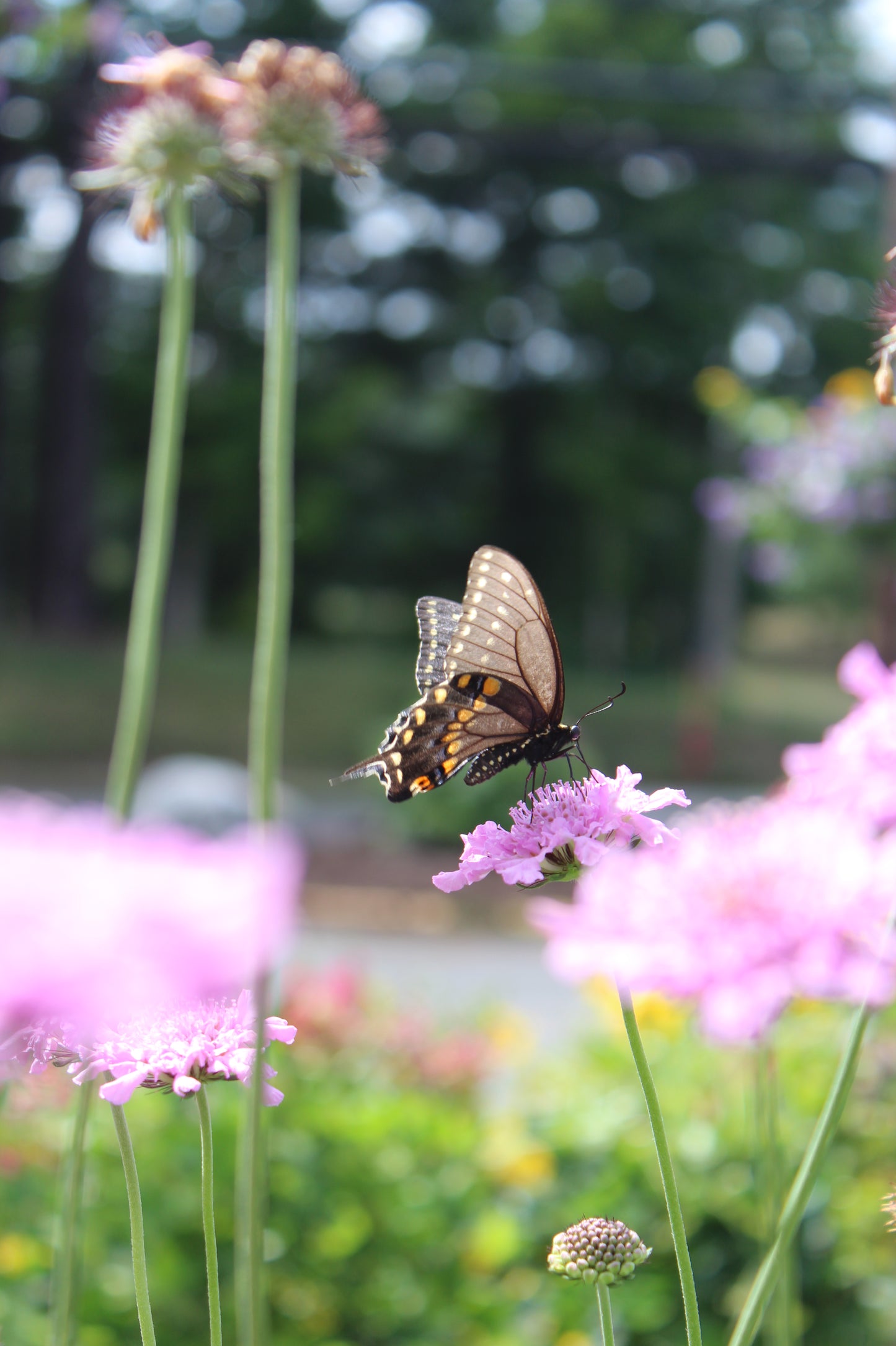 SCABIOSA columbaria Flutter Rose Pink 1g