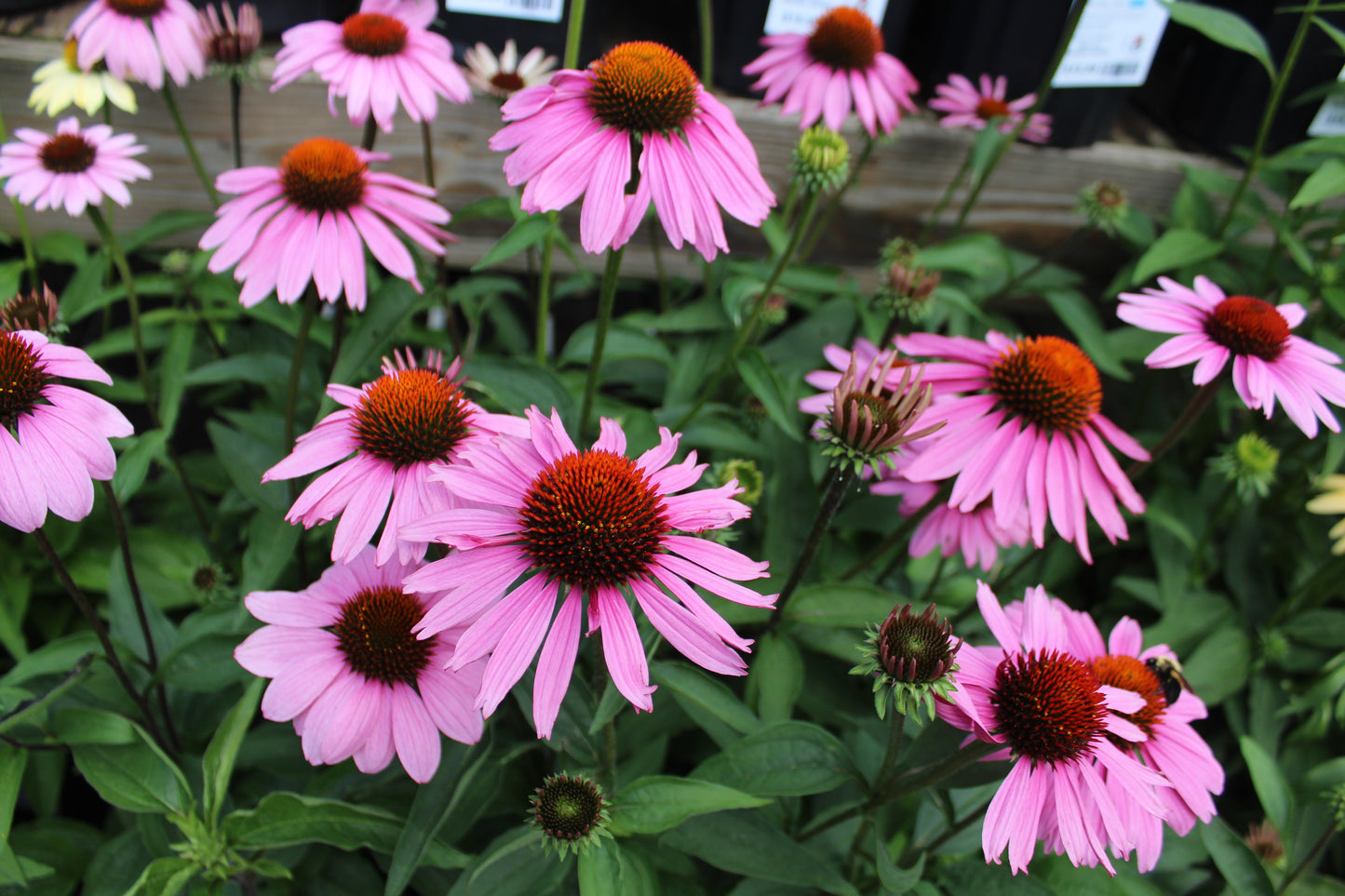 Echinacea Magnus 1g