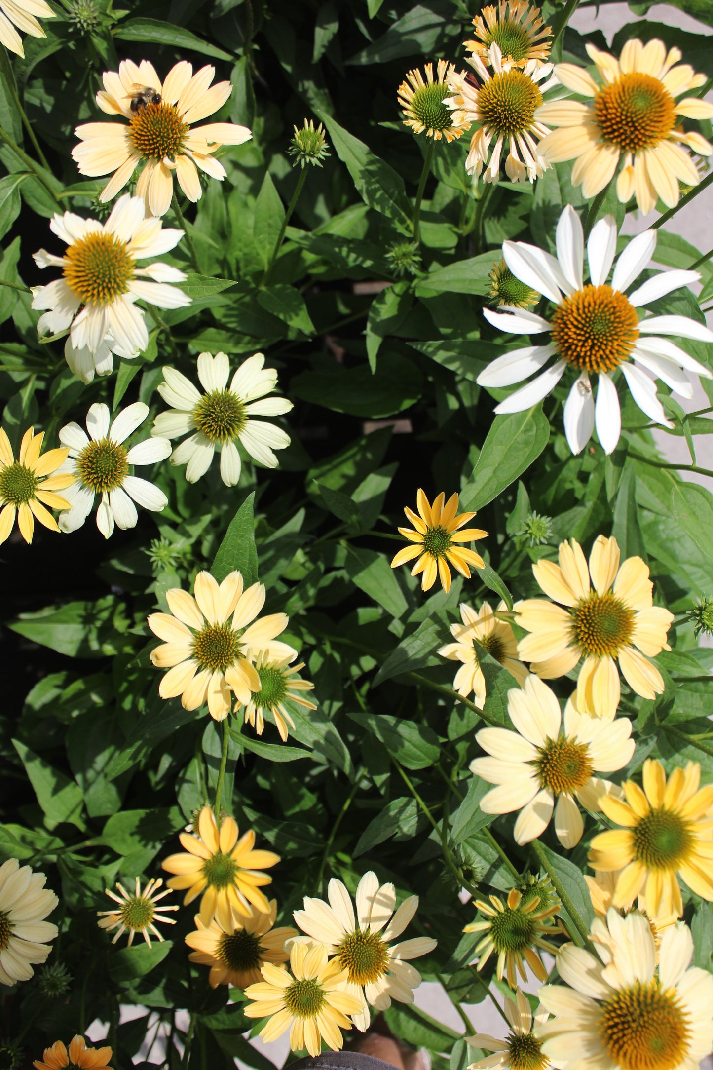 Echinacea Mellow Yellows 1g