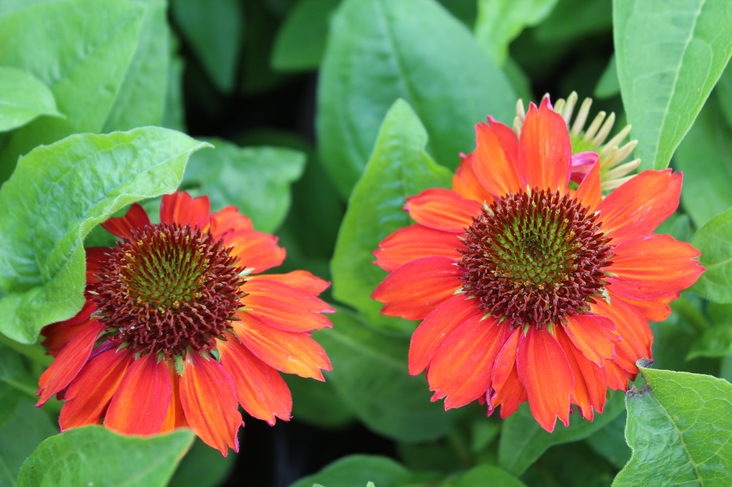 Echinacea Sombrero Salsa Red 1g