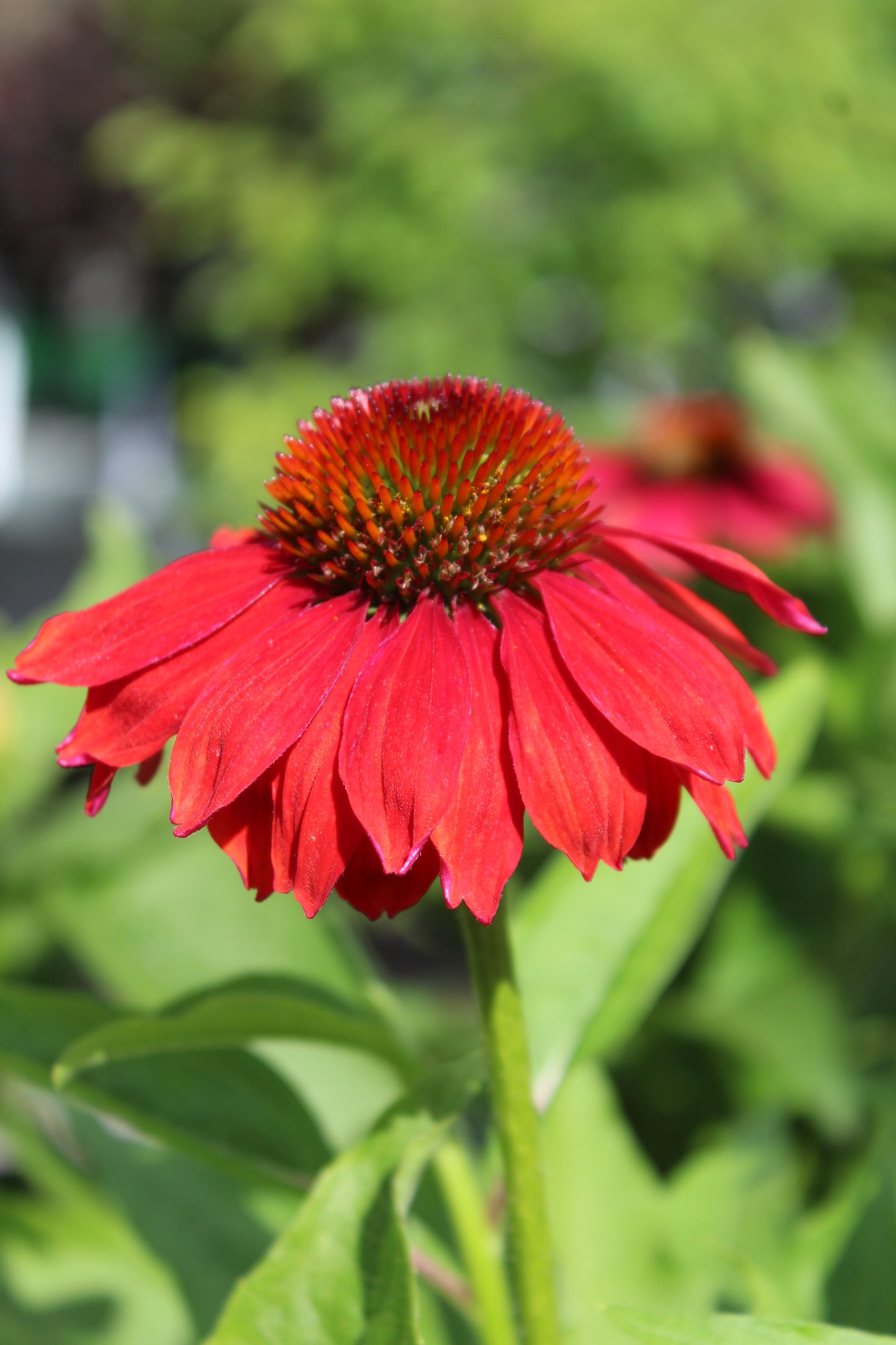 Echinacea Sombrero Salsa Red 1g
