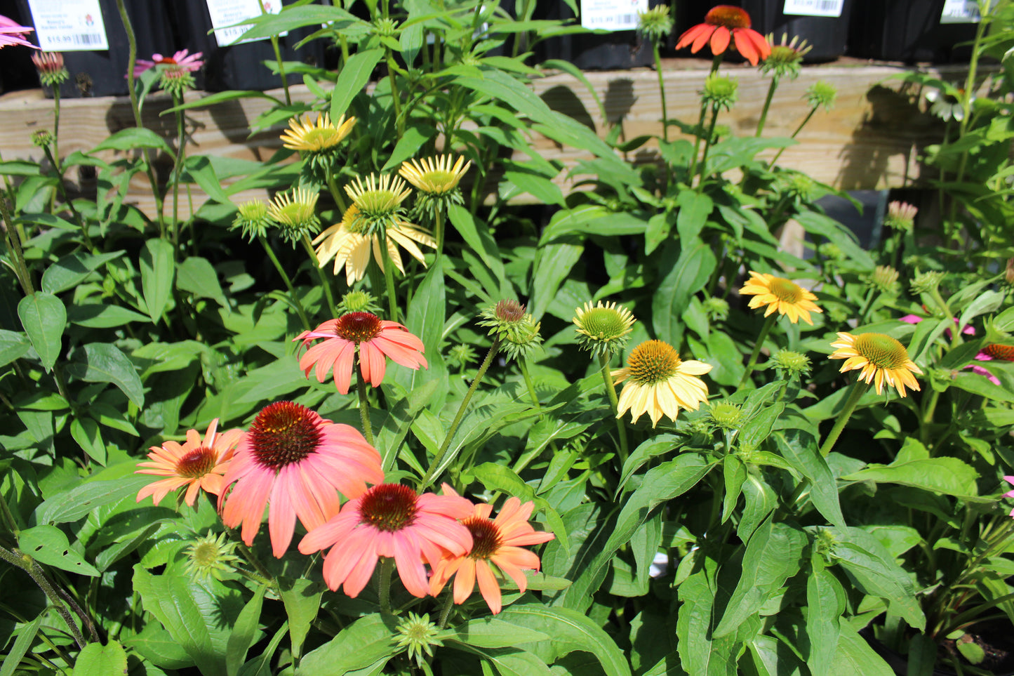 Echinacea Cheyenne Spirit 1 gal