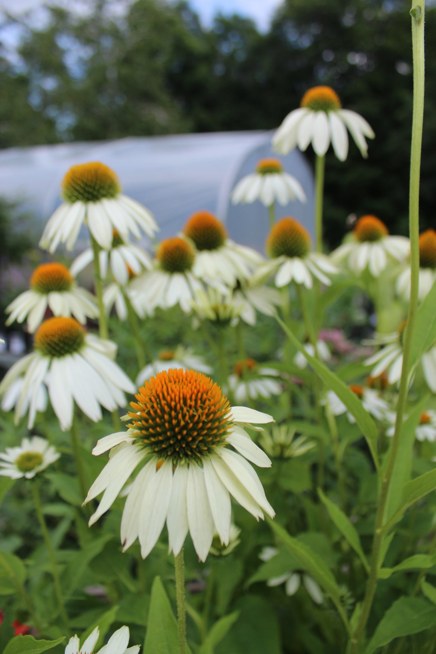 Echinacea Lucky Star