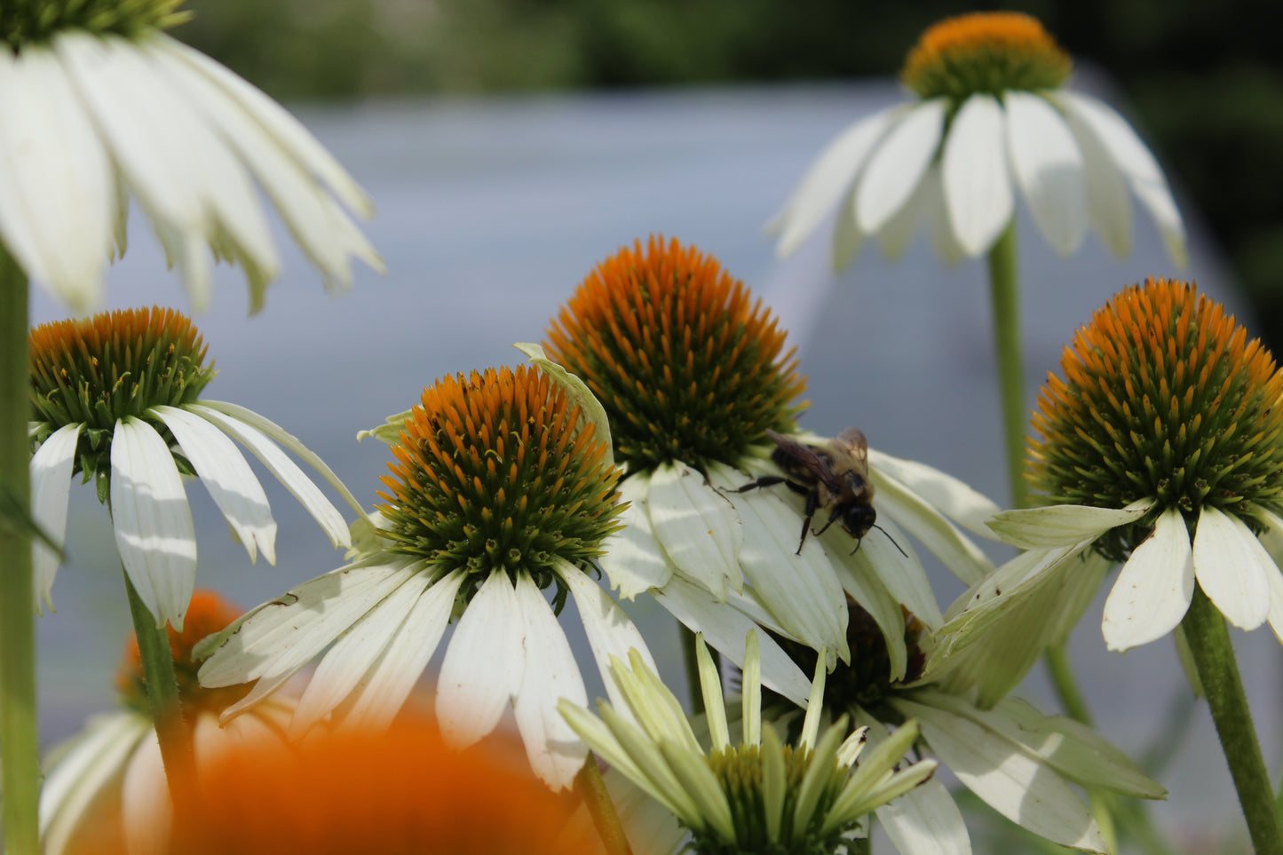 Echinacea Lucky Star