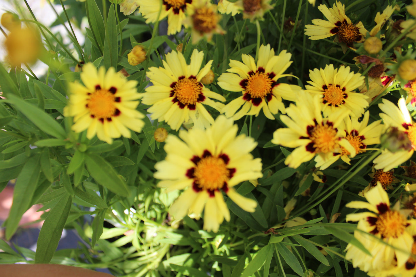 COREOPSIS Uptick Cream and Red 1g
