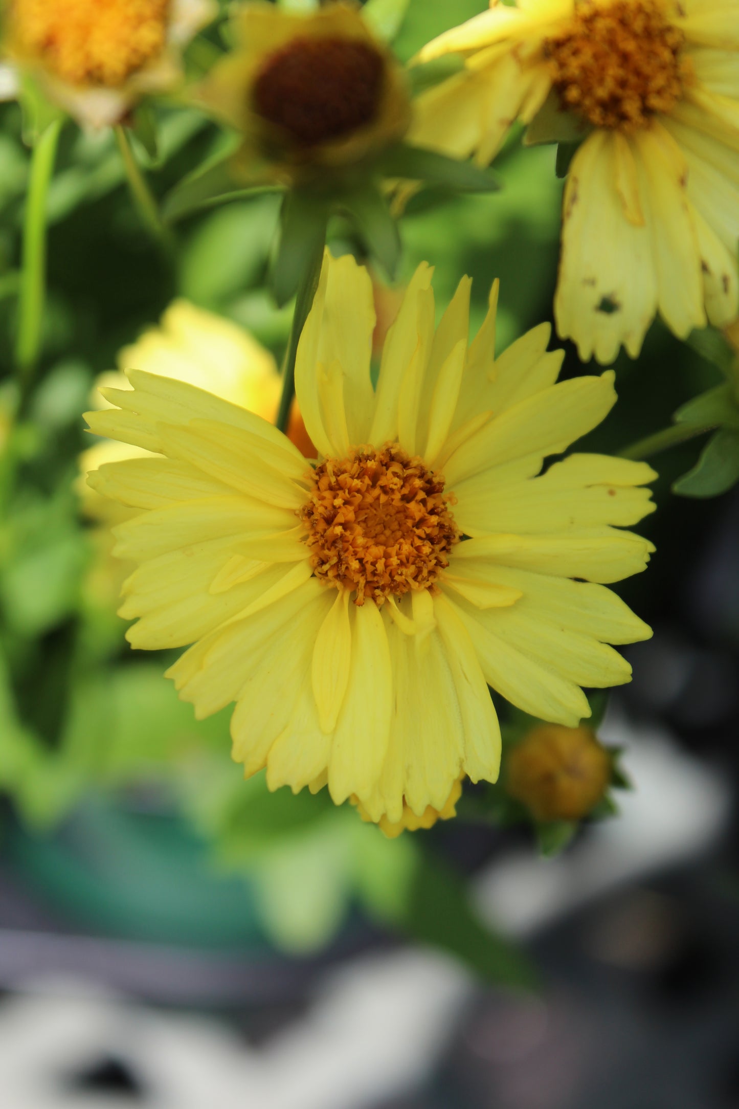 COREOPSIS Solanna Glow 1g