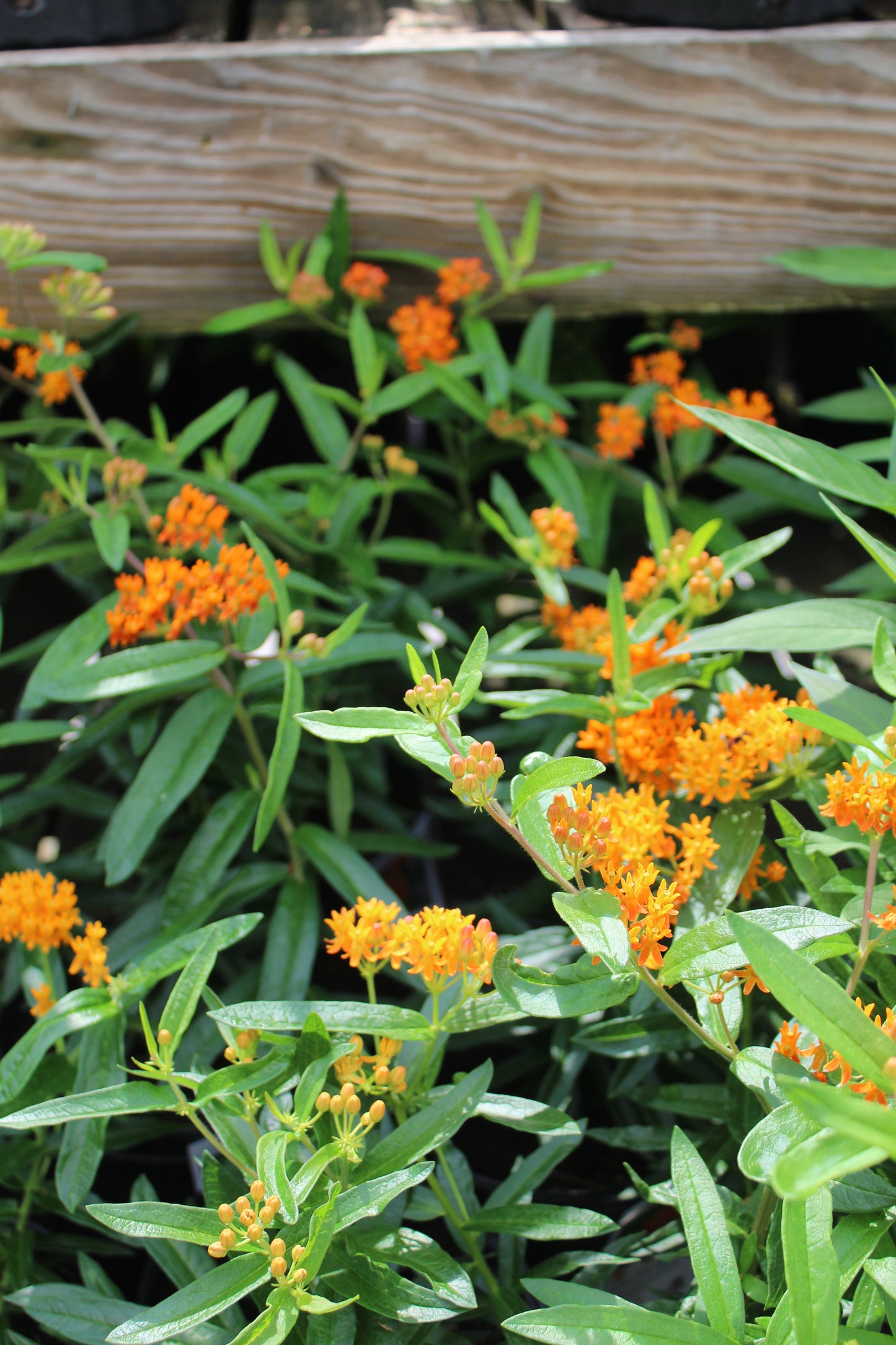 ASCLEPIAS TUBEROSA ,1