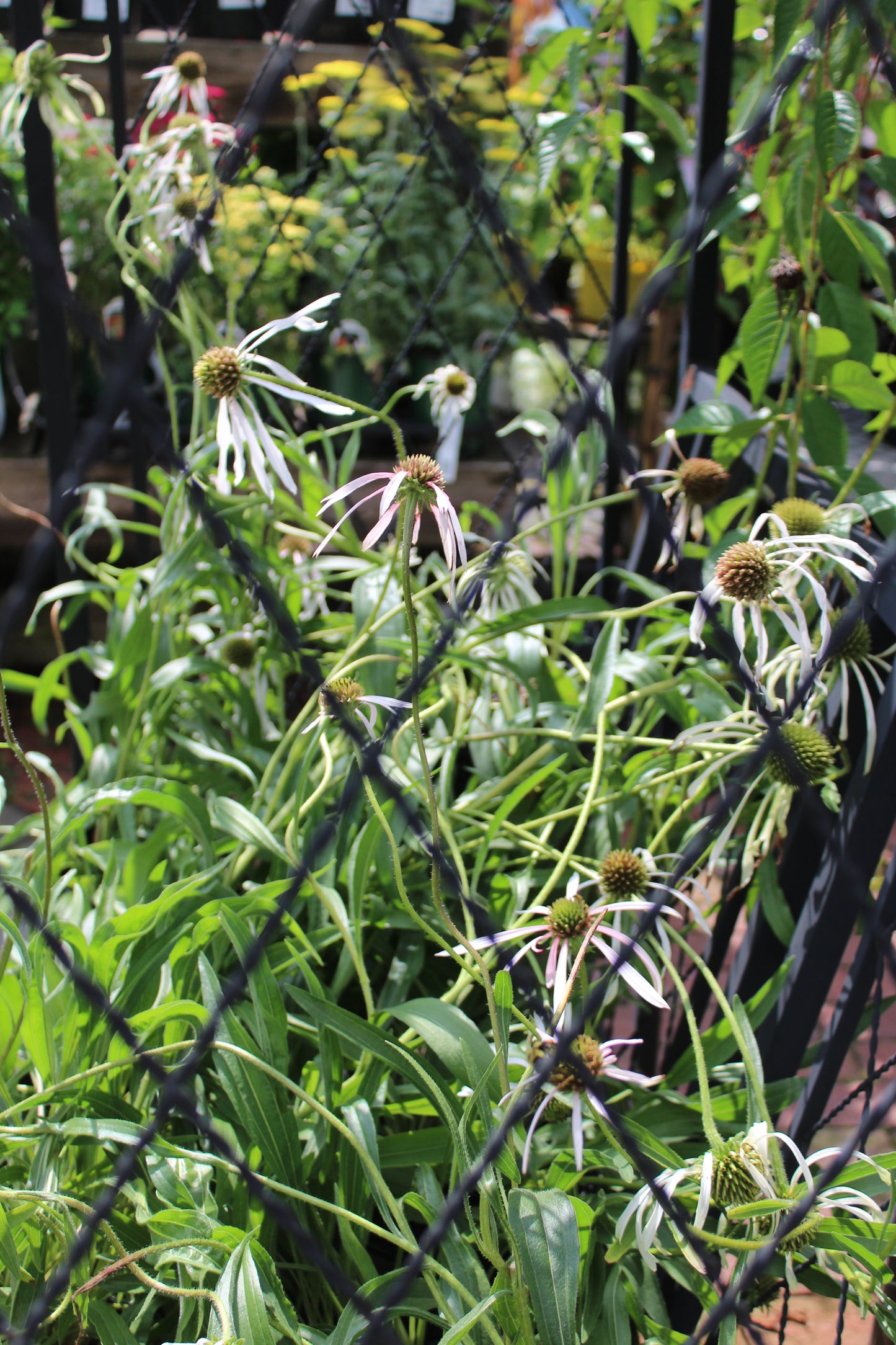 Echinacea Hula Dancer 1g