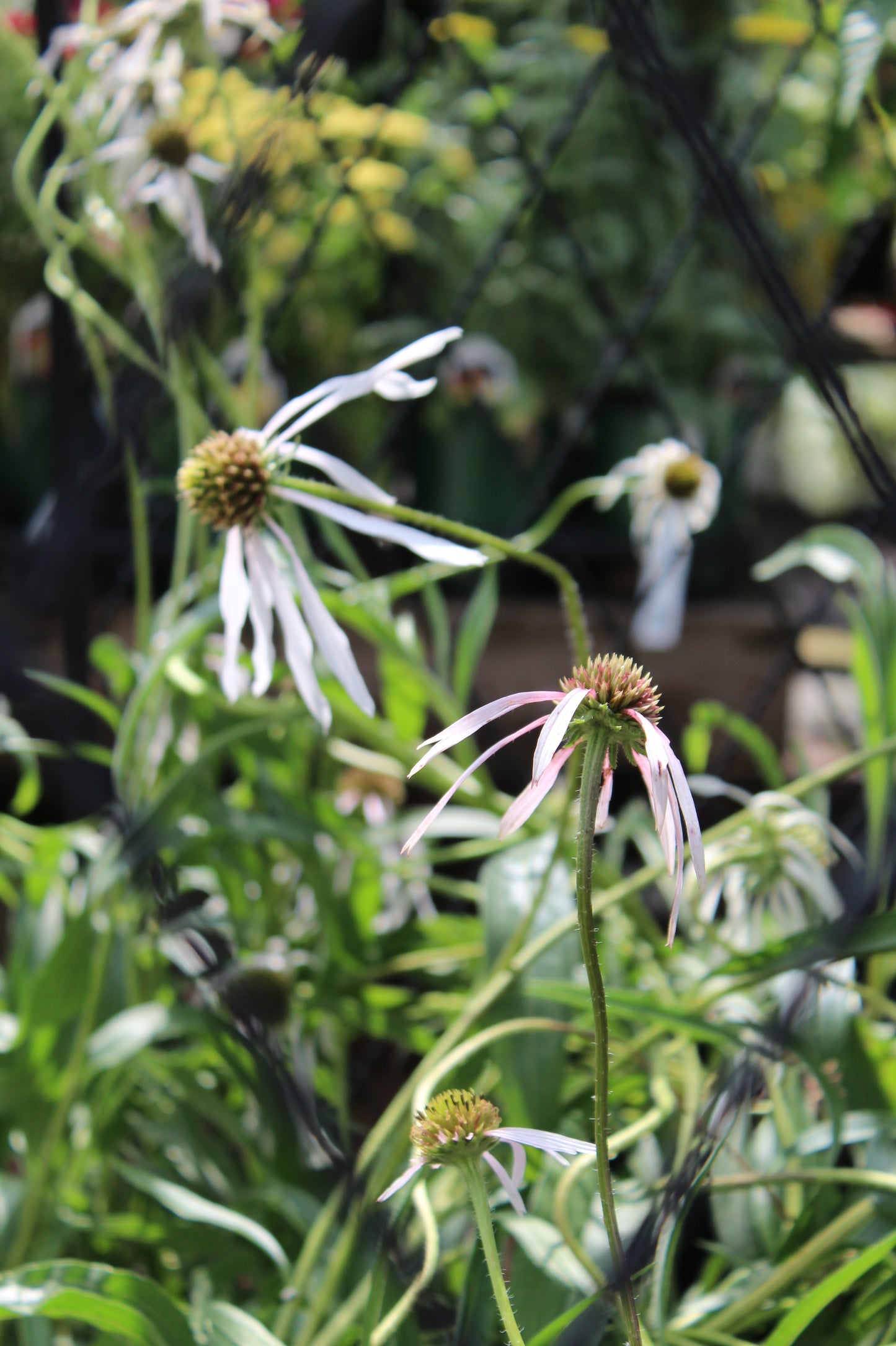 Echinacea Hula Dancer 1g