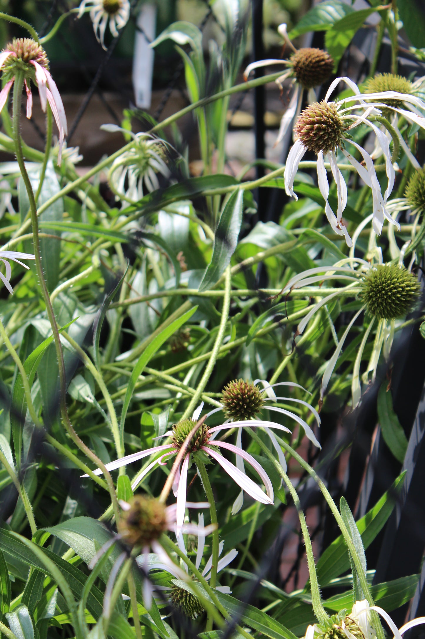 Echinacea Hula Dancer 1g