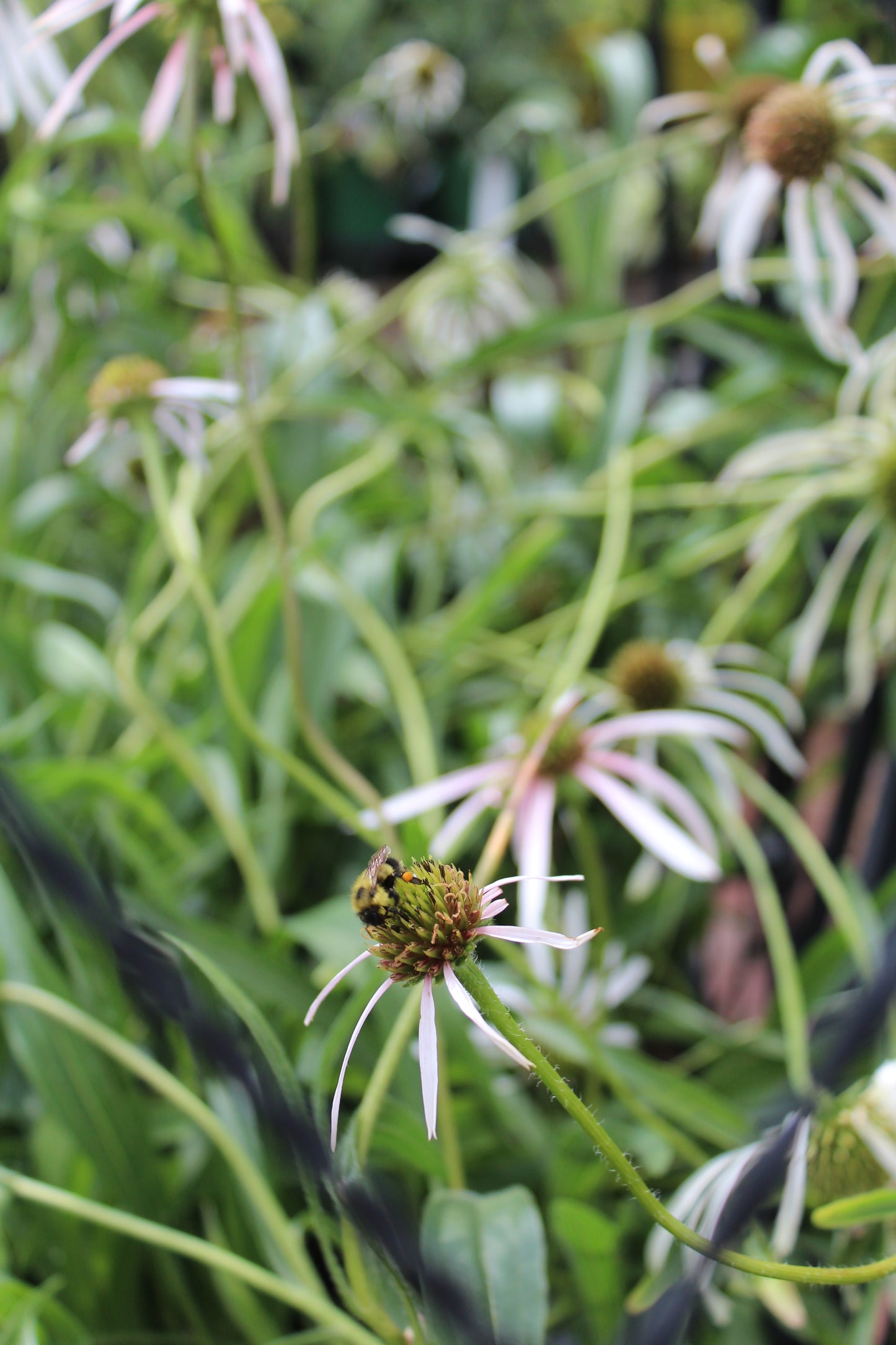 Echinacea Hula Dancer 1g