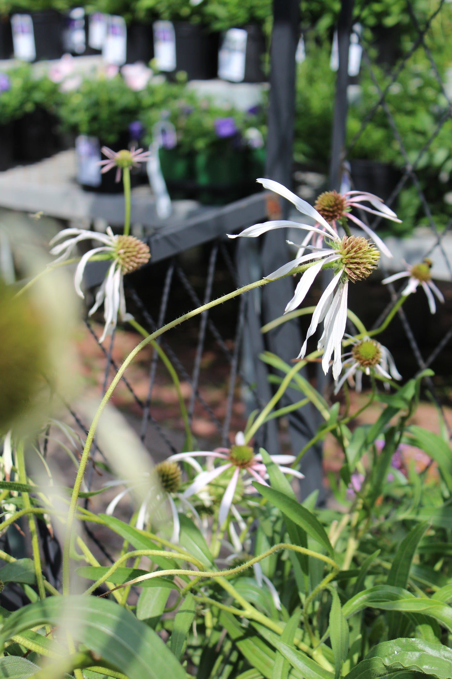 Echinacea Hula Dancer 1g
