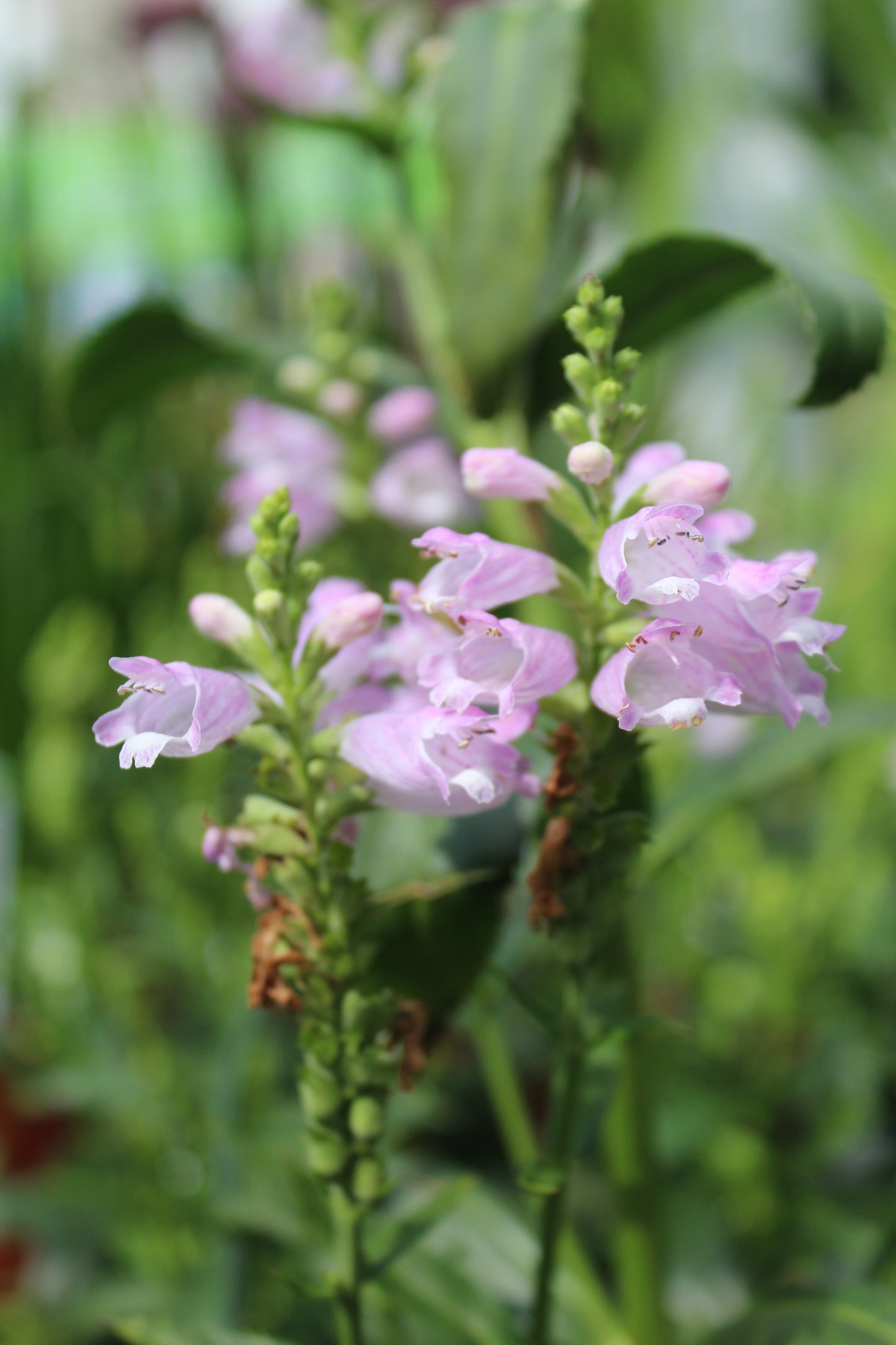 Physostegia Pink Manners 1g
