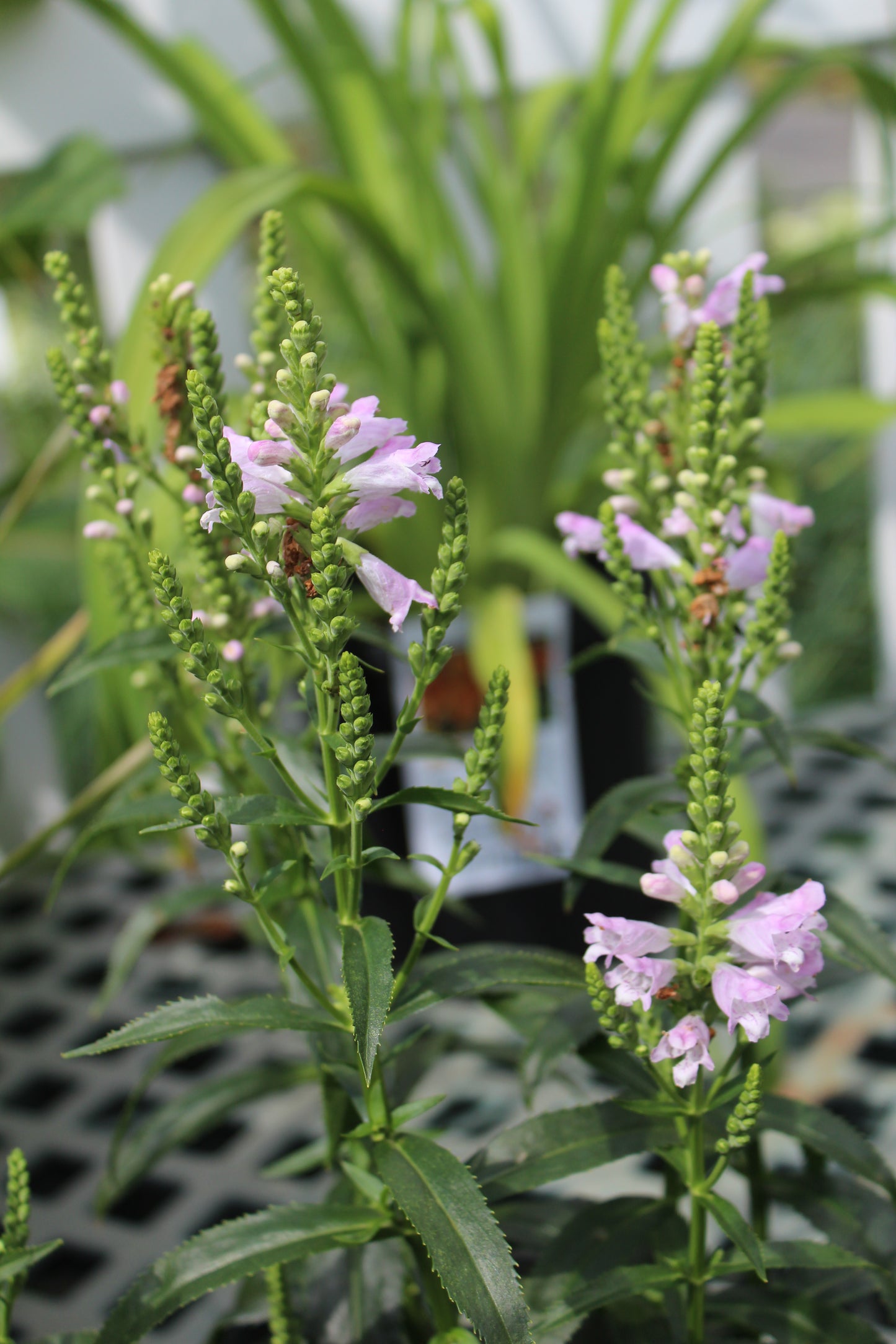 Physostegia Pink Manners 1g