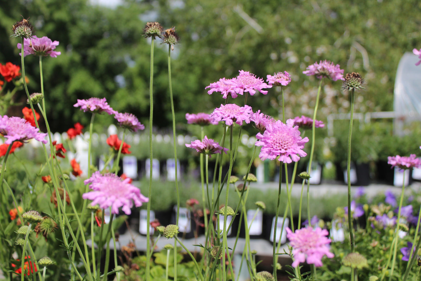 SCABIOSA columbaria Flutter Rose Pink 1g