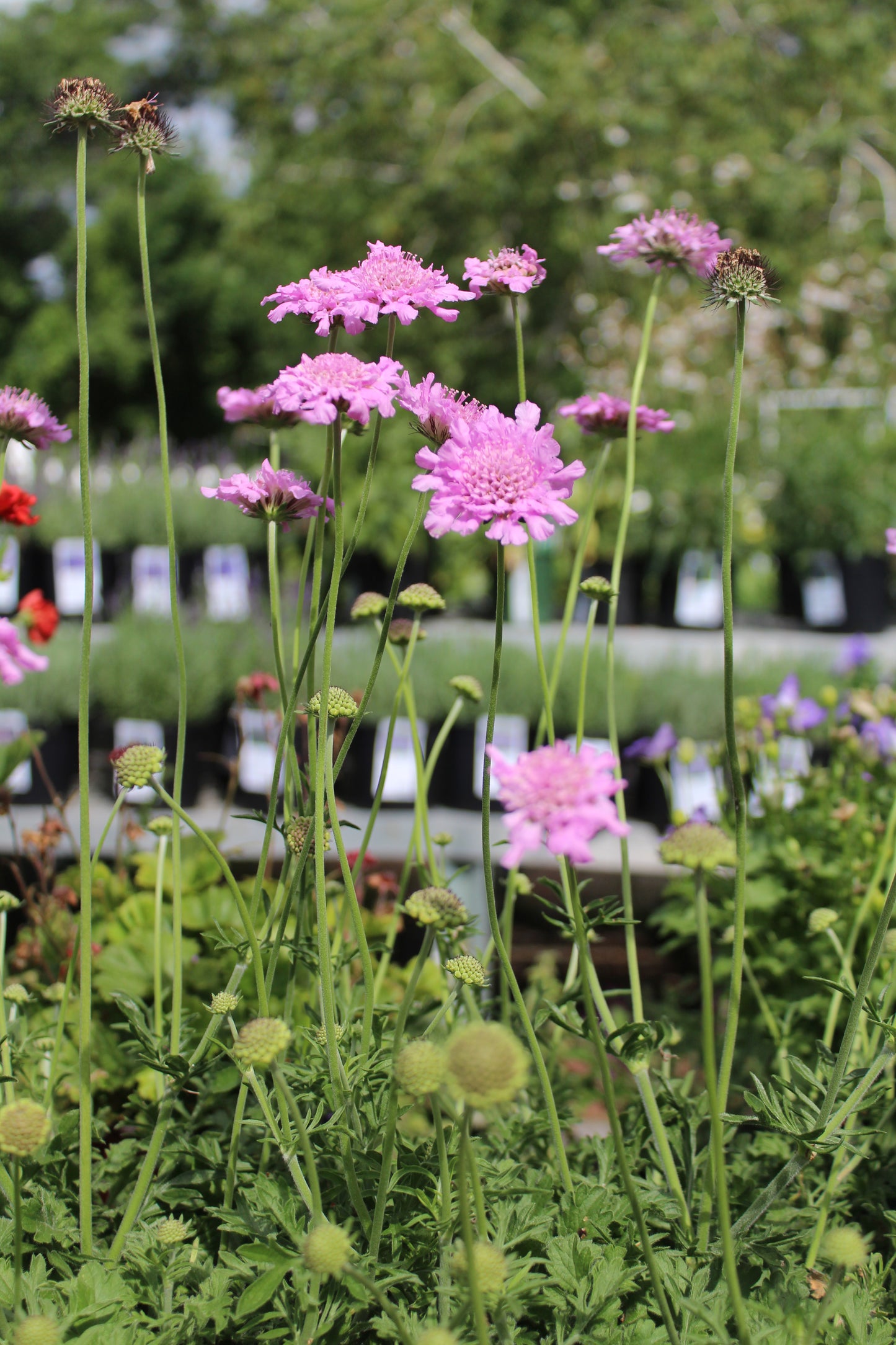 SCABIOSA columbaria Flutter Rose Pink 1g