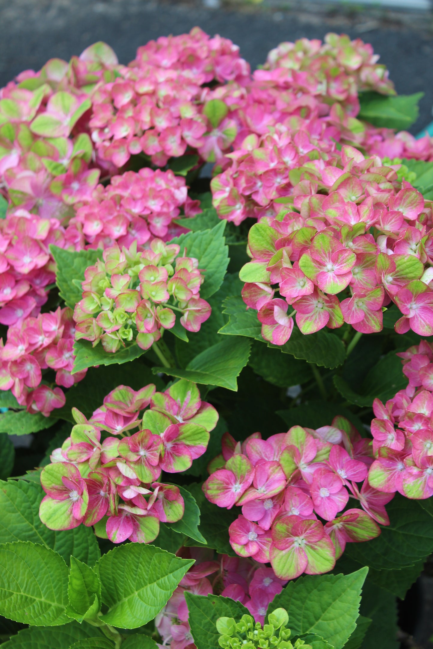 HYDRANGEA M `TILT A SWIRL 3g