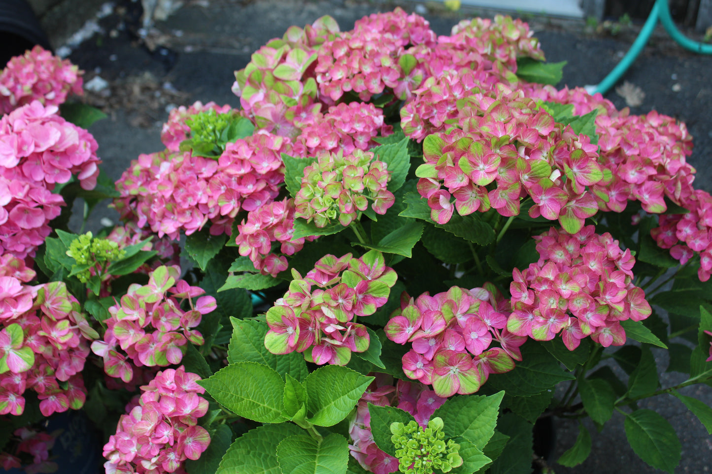 HYDRANGEA M `TILT A SWIRL 3g