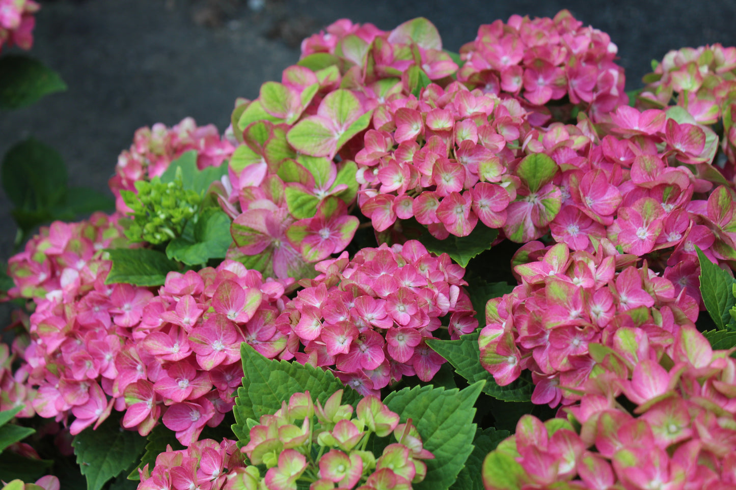 HYDRANGEA M `TILT A SWIRL 3g