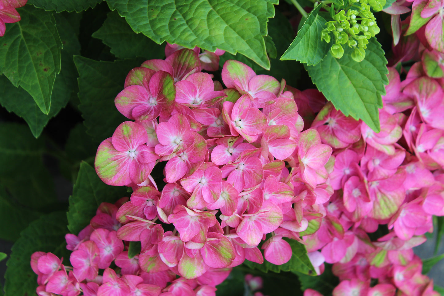 HYDRANGEA M `TILT A SWIRL 3g