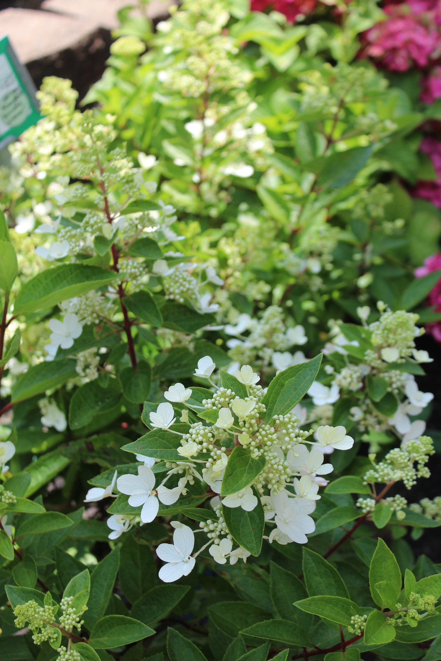 Hydrangea Pan Flare 3g