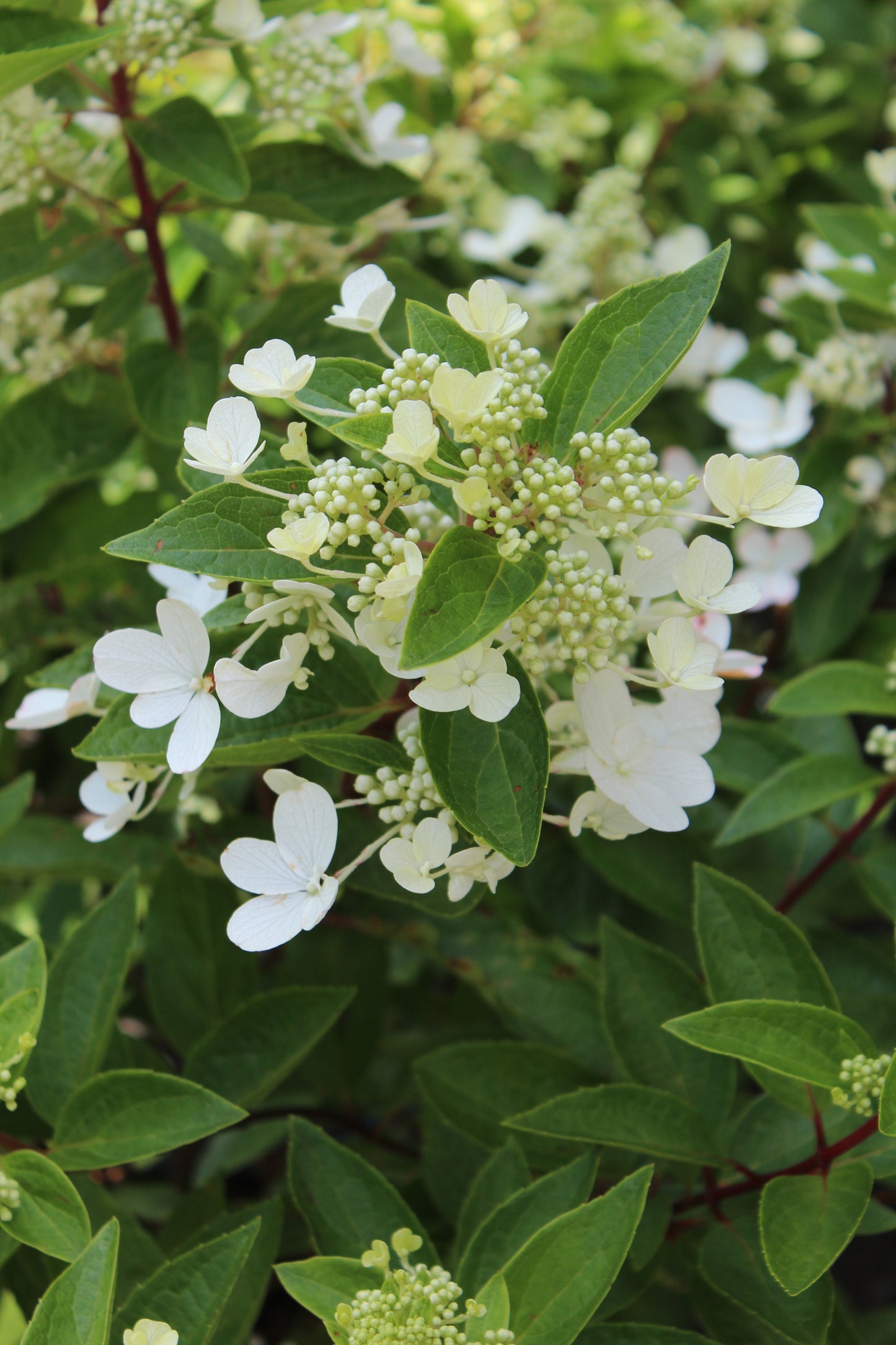 Hydrangea Pan Flare 3g