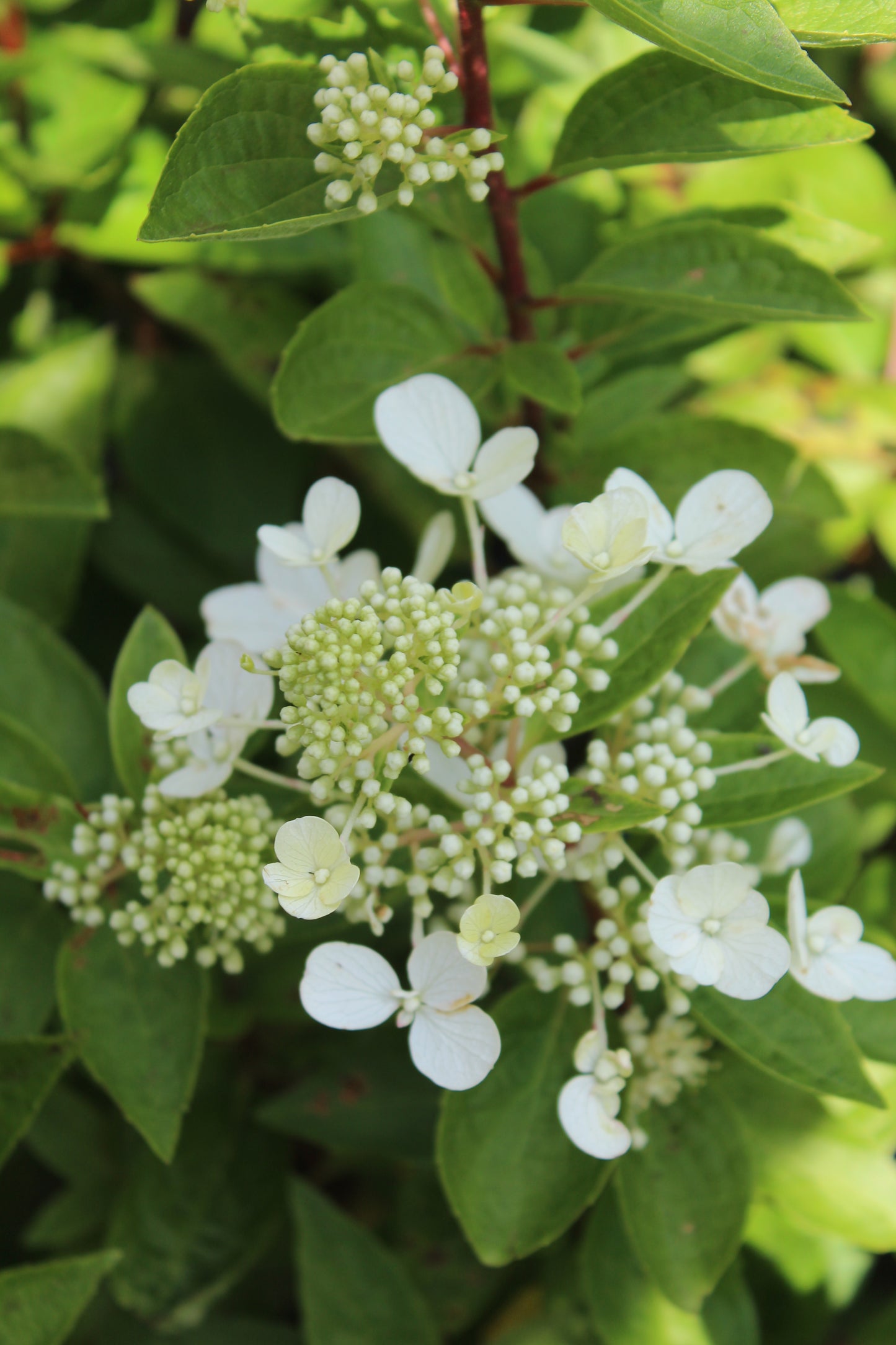 Hydrangea Pan Flare 3g