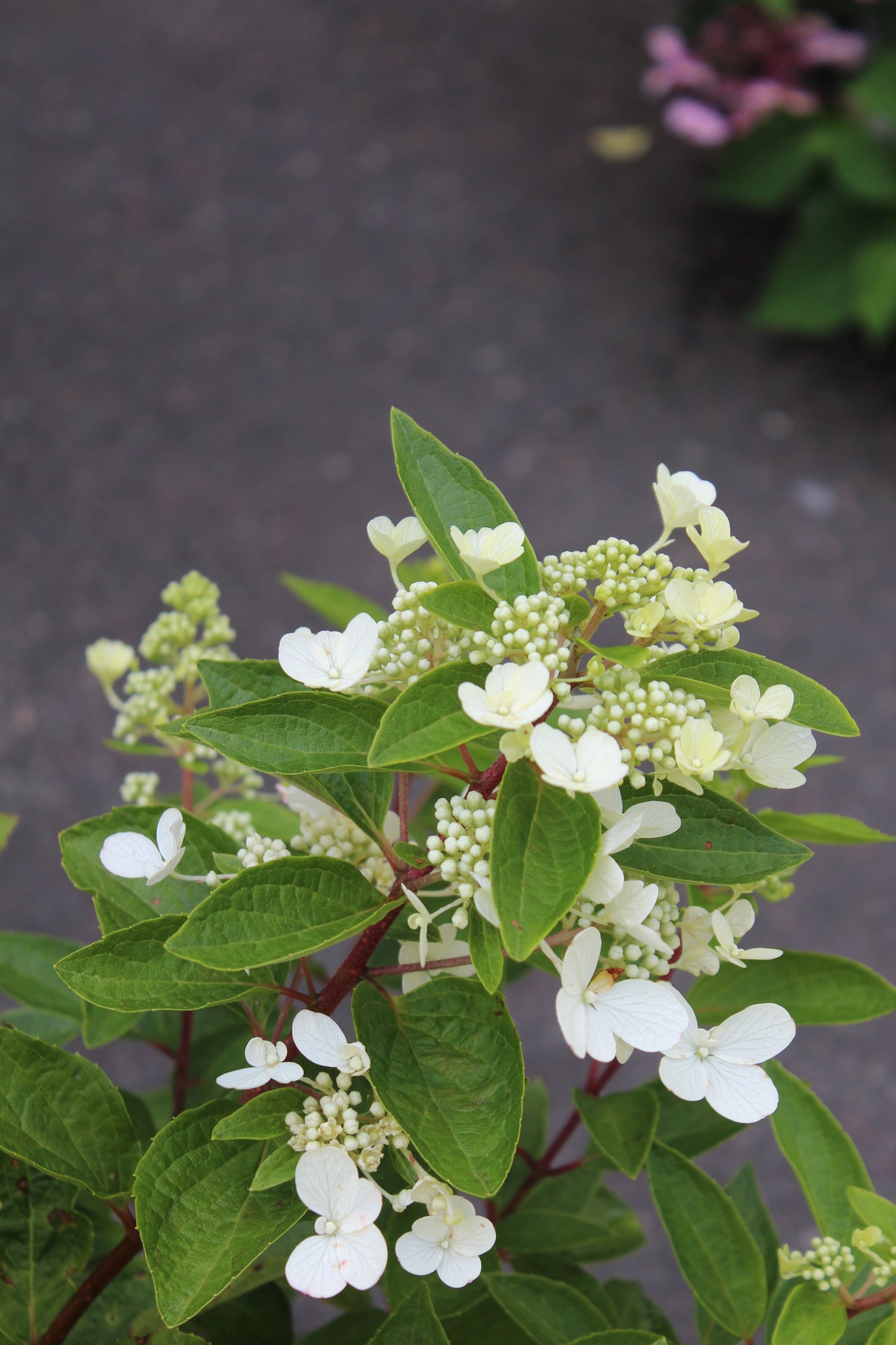 Hydrangea Pan Flare 3g