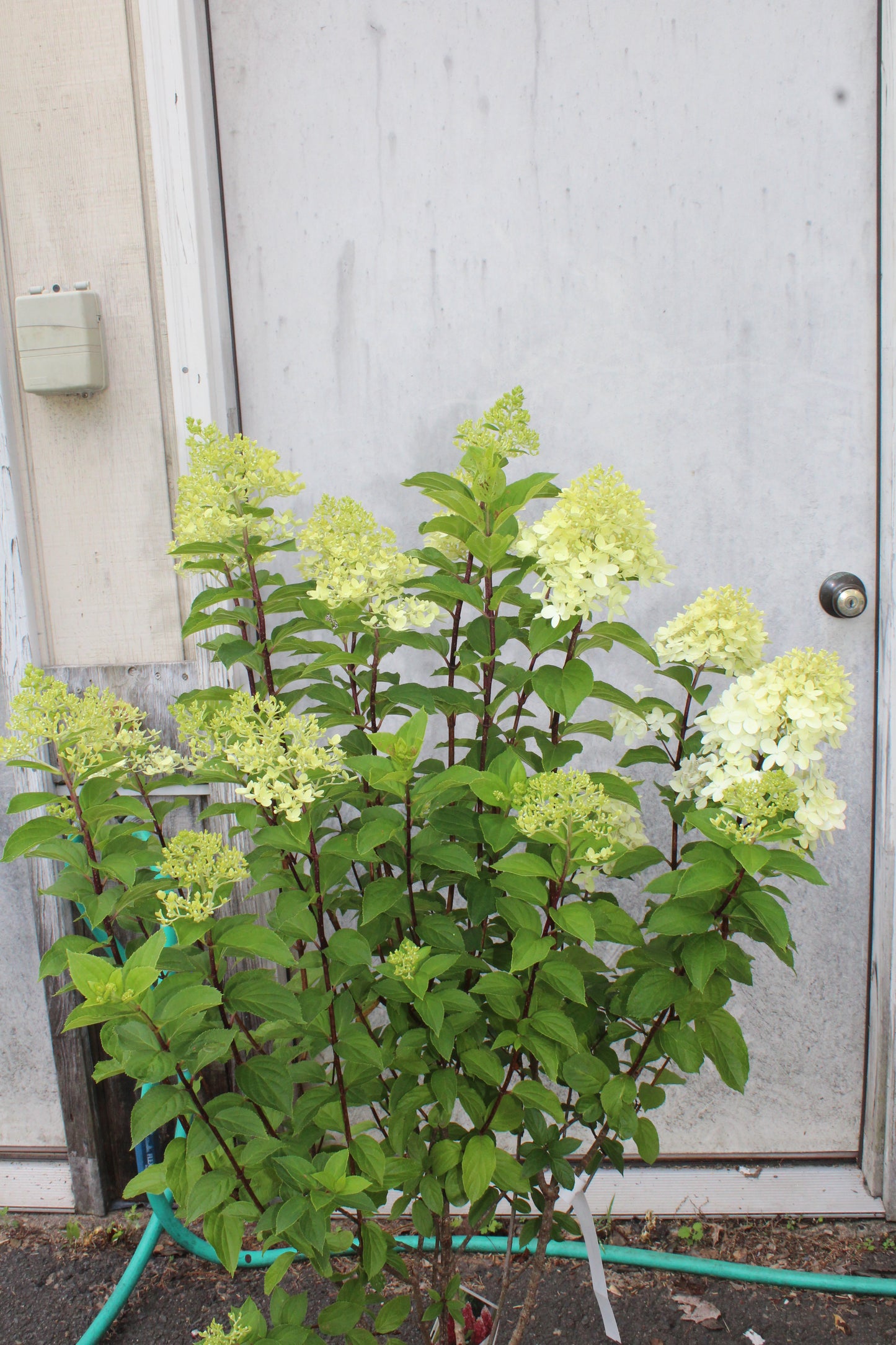 Hydrangea Pan Limelight Prime 3g