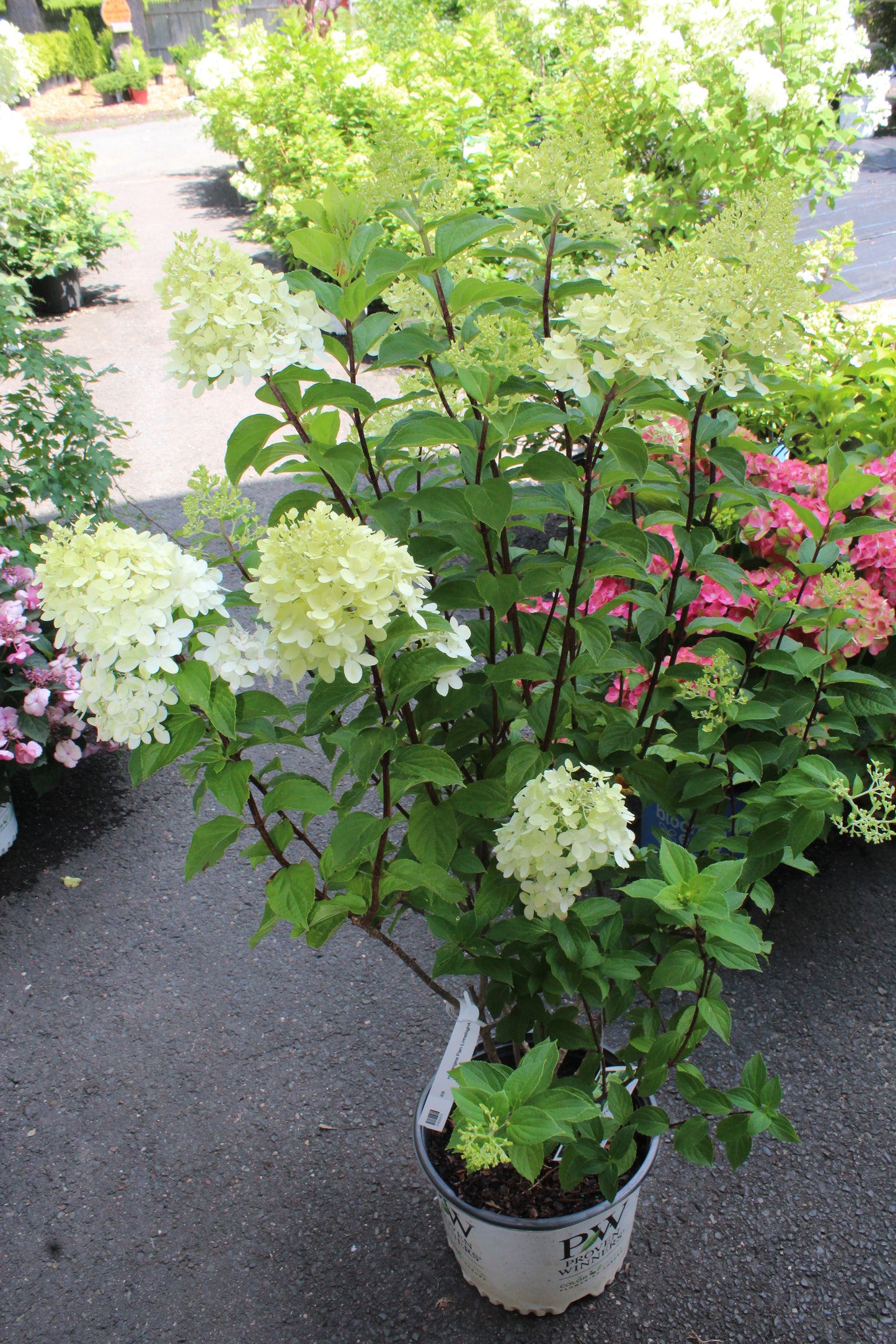 Hydrangea Pan Limelight Prime 3g