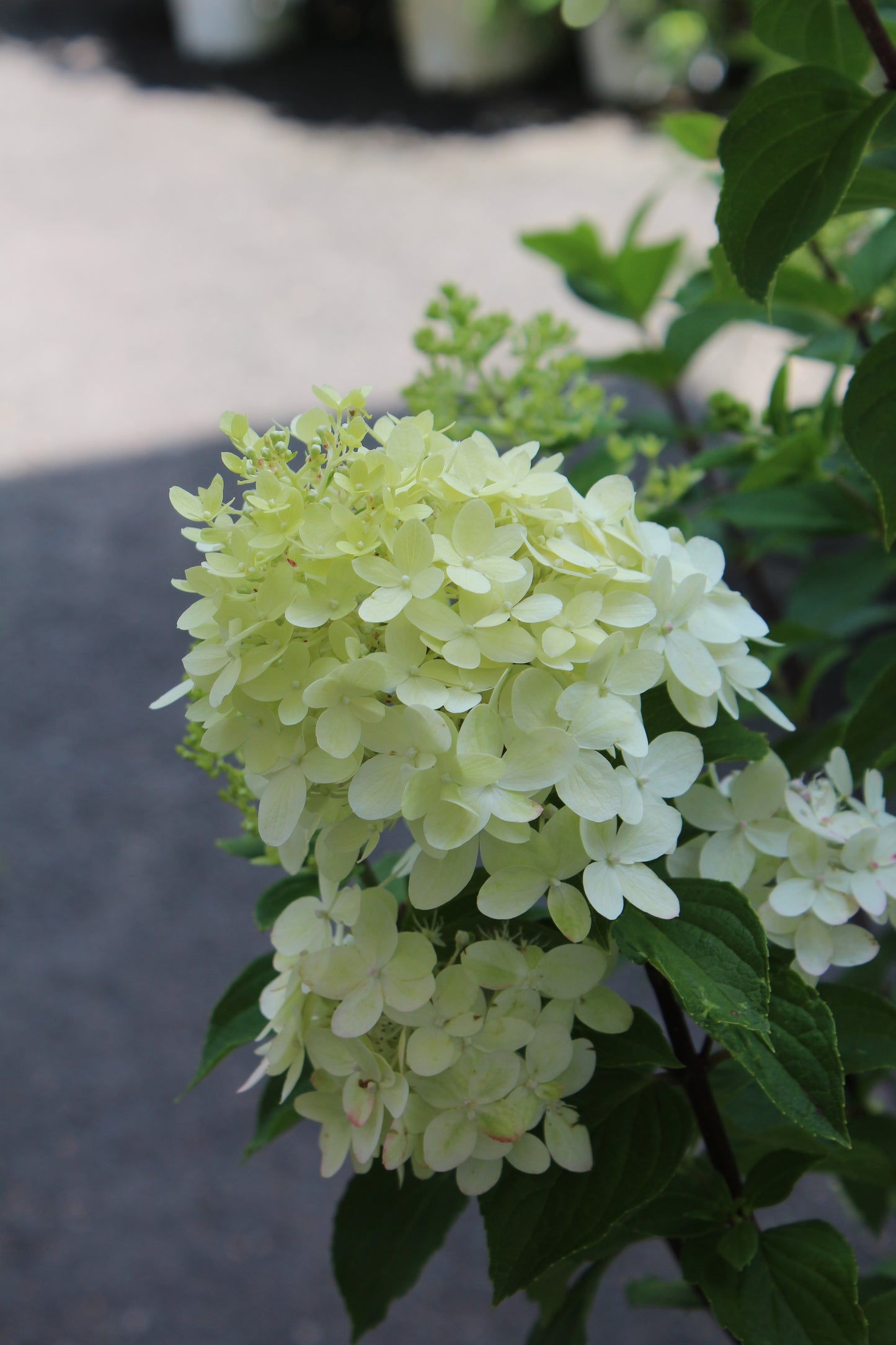 Hydrangea Pan Limelight Prime 3g