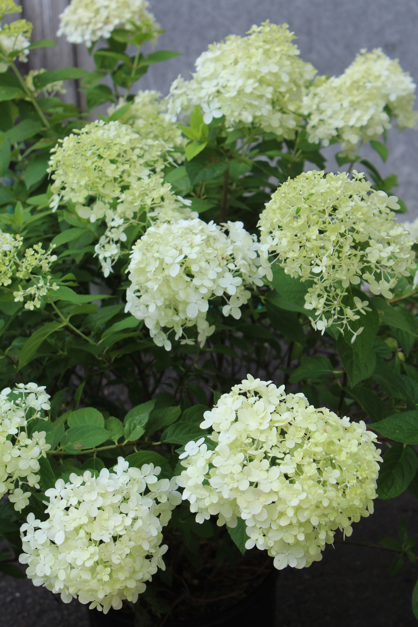 HYDRANGEA PAN. `LIMELIGHT` T