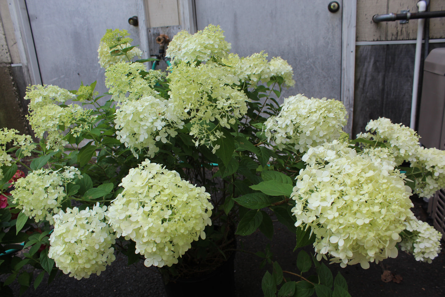 HYDRANGEA PAN. `LIMELIGHT` T