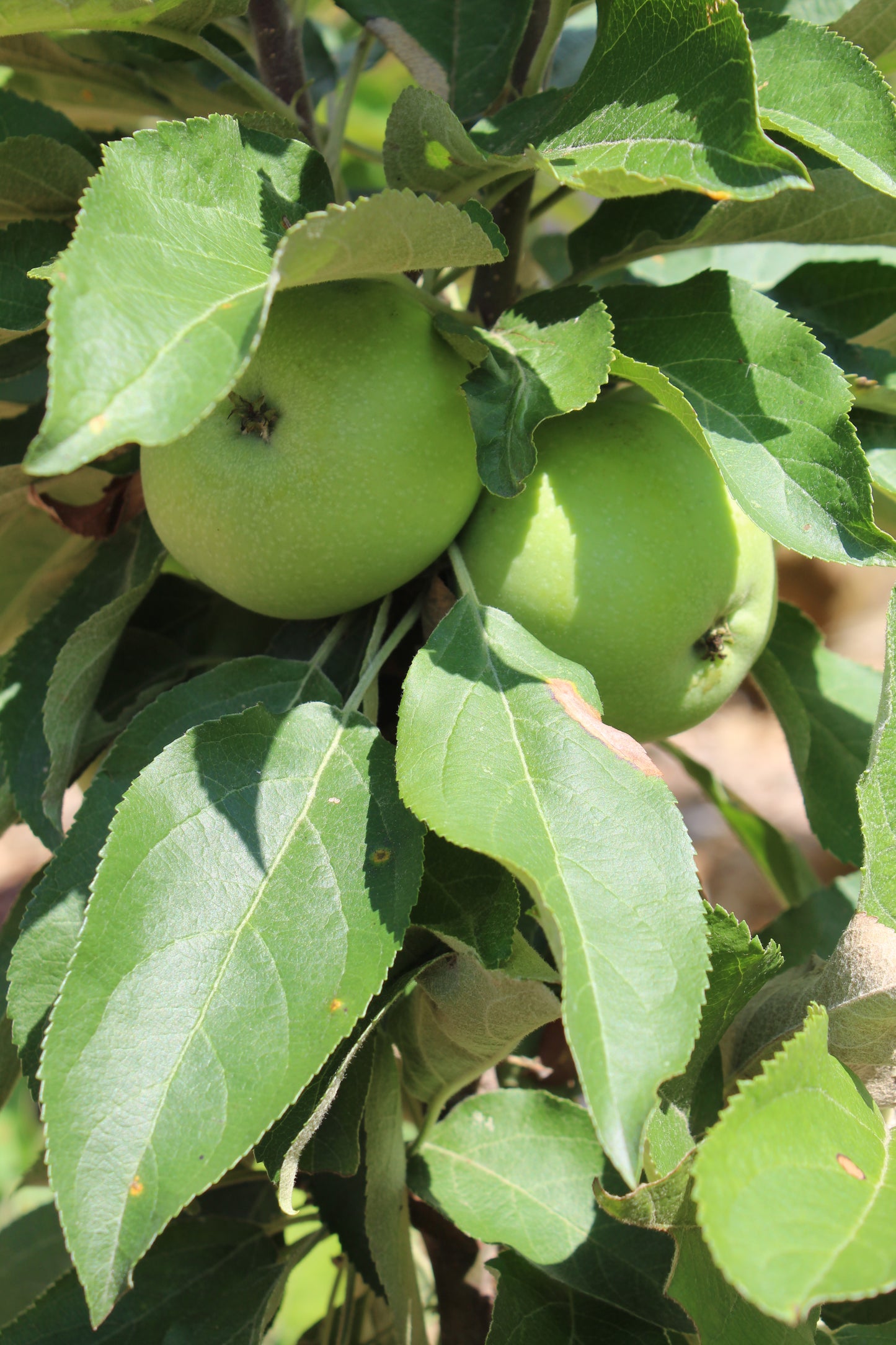 Malus Scarlet Sentinel (column apple) 5g