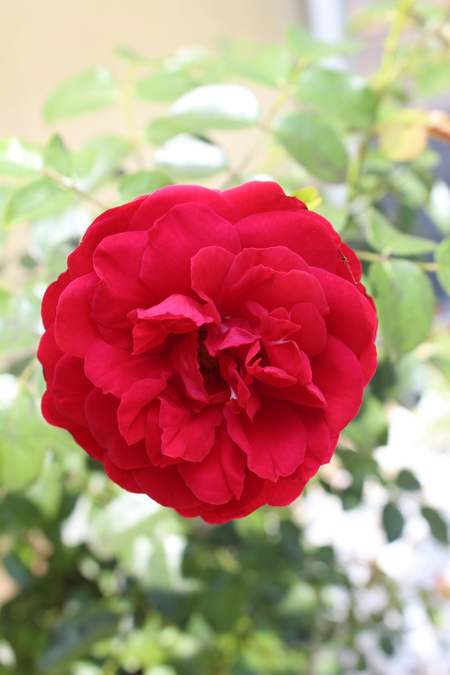 ROSA ARBOROSE `FLORENTINA` - CL 3g