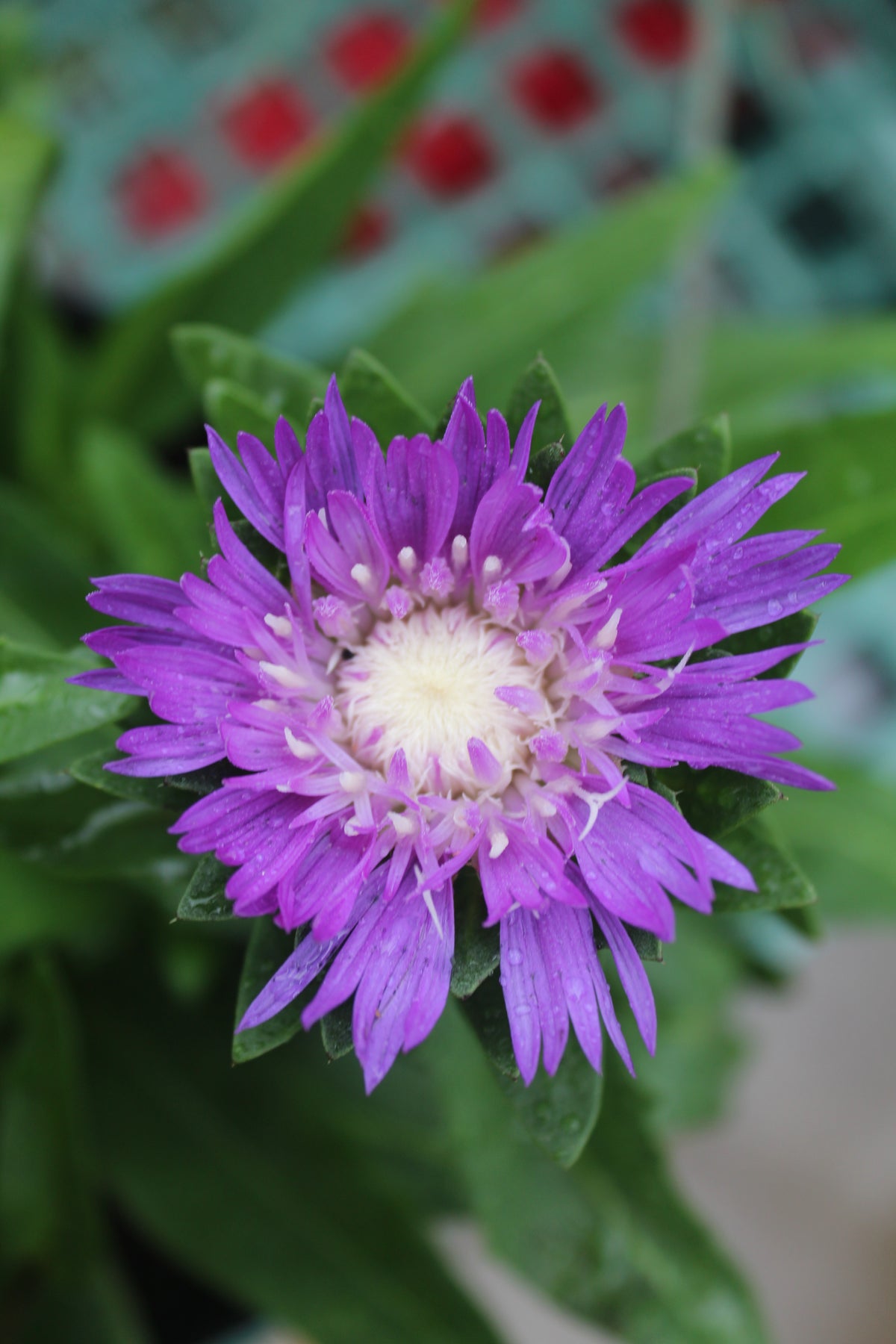 Stokesia Honeysong