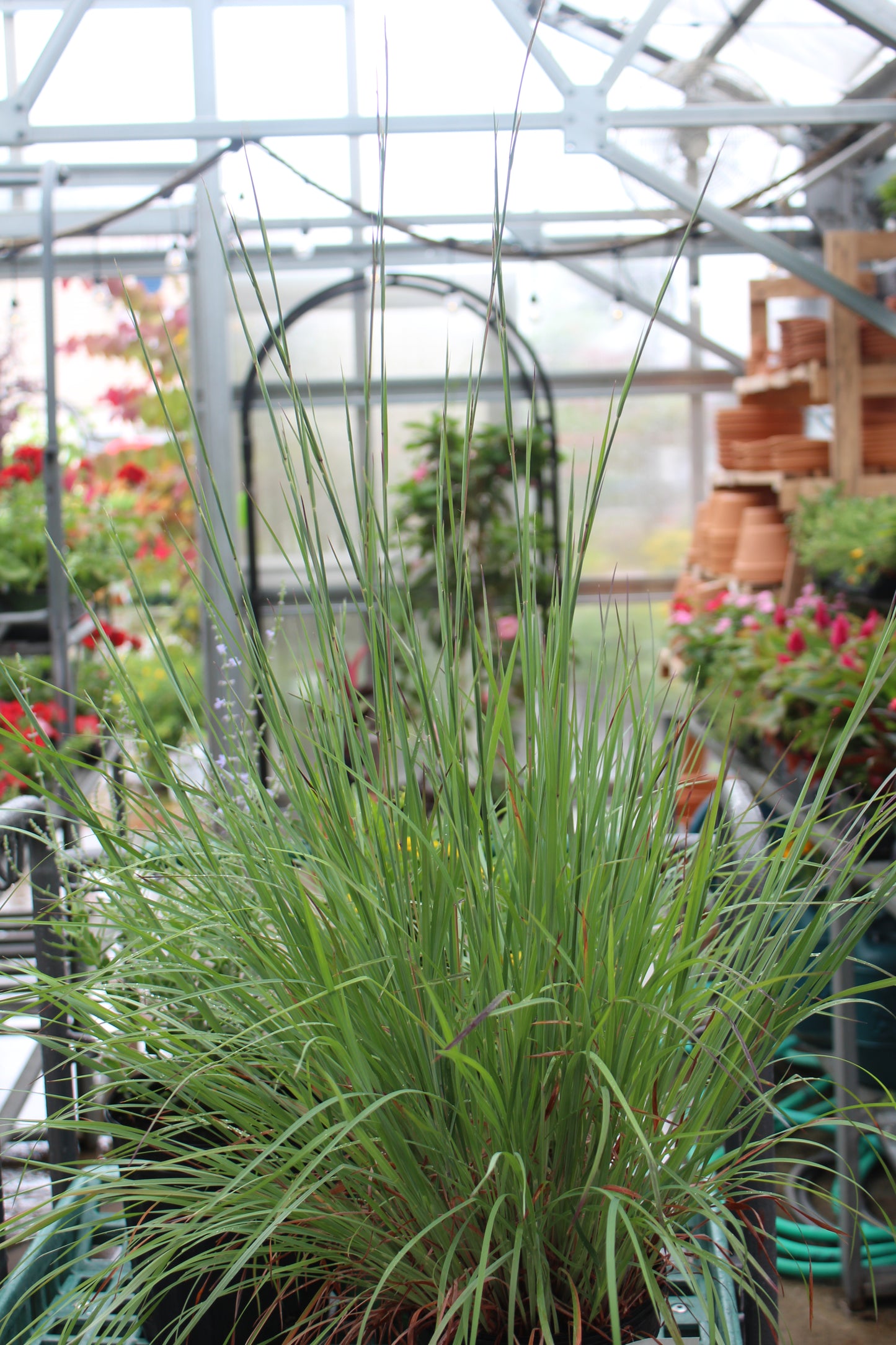 Schizachyrium the blues 1g