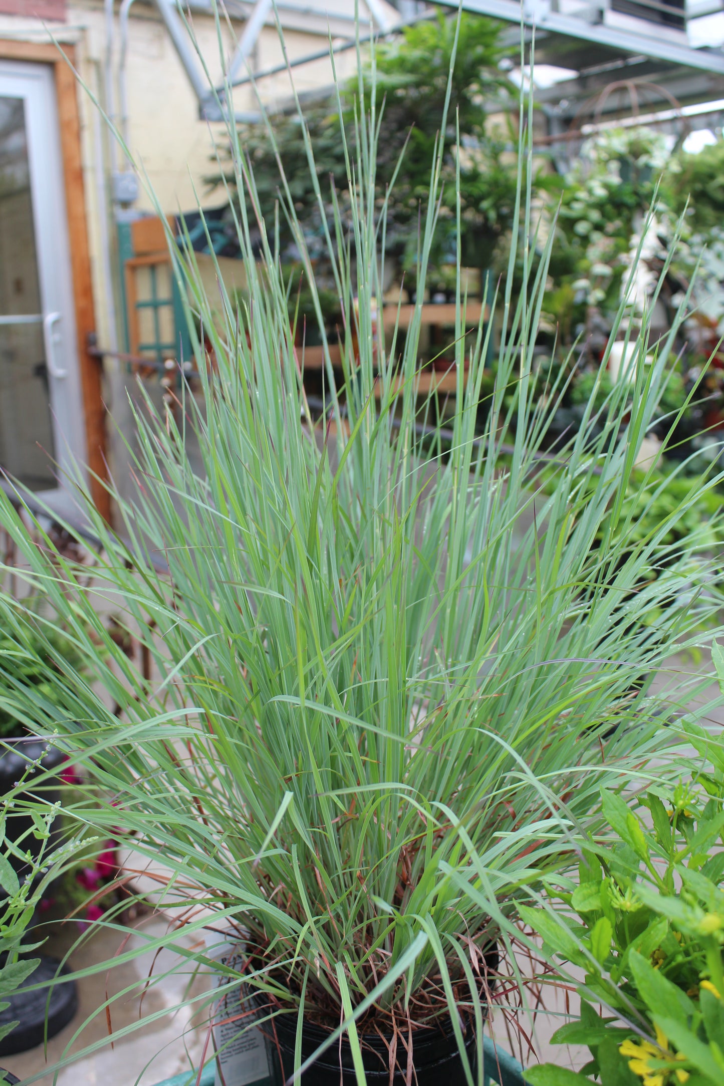 Schizachyrium the blues 1g