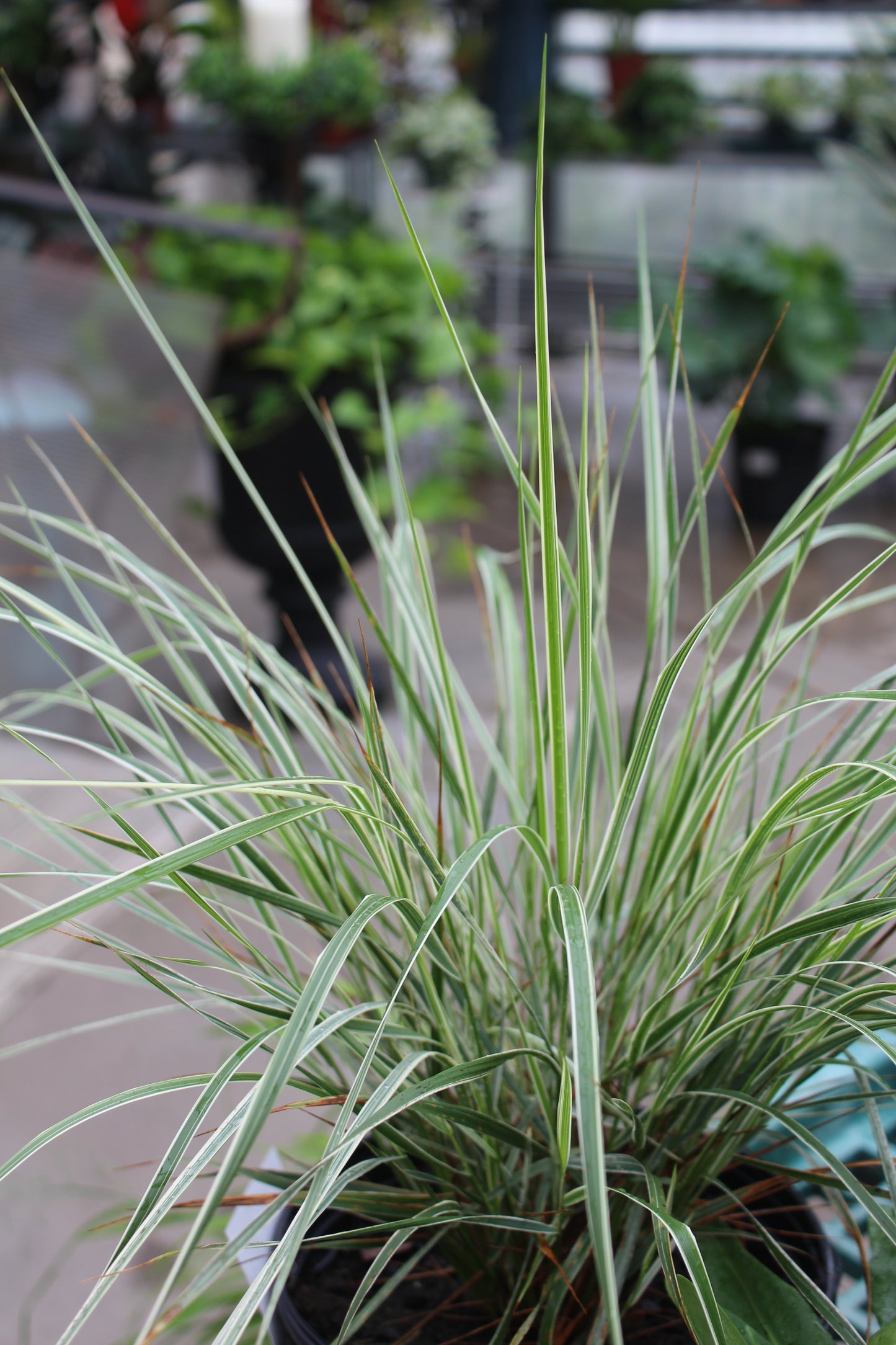 Calamagrostis Overdam 1g