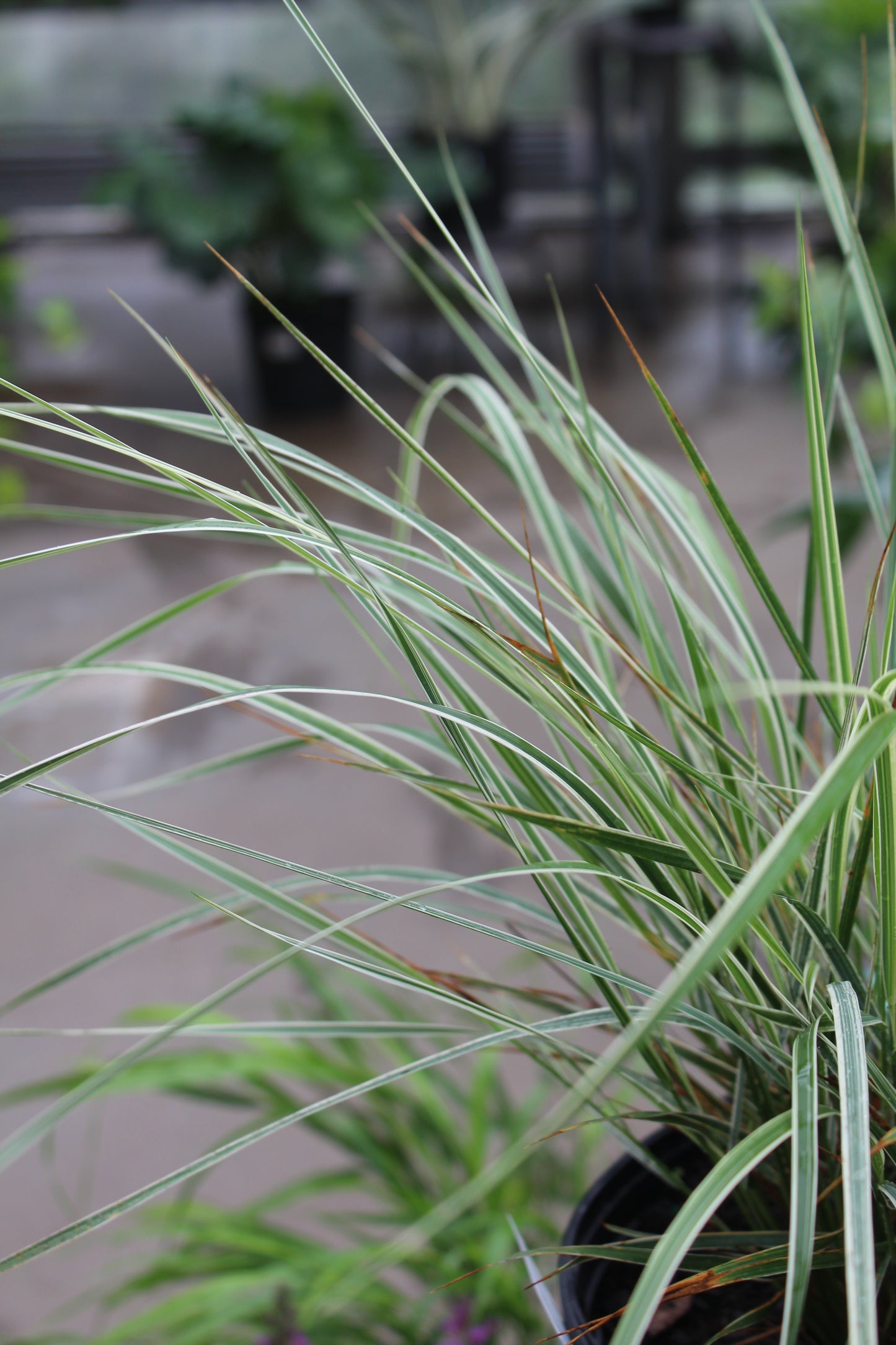 Calamagrostis Overdam 1g