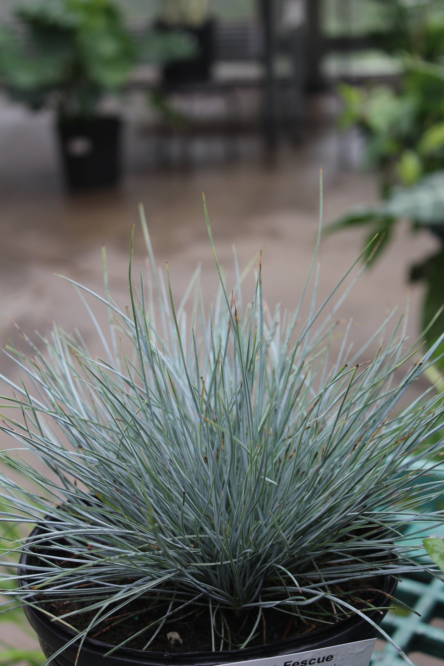 Festuca Elijah Blue 1 gal