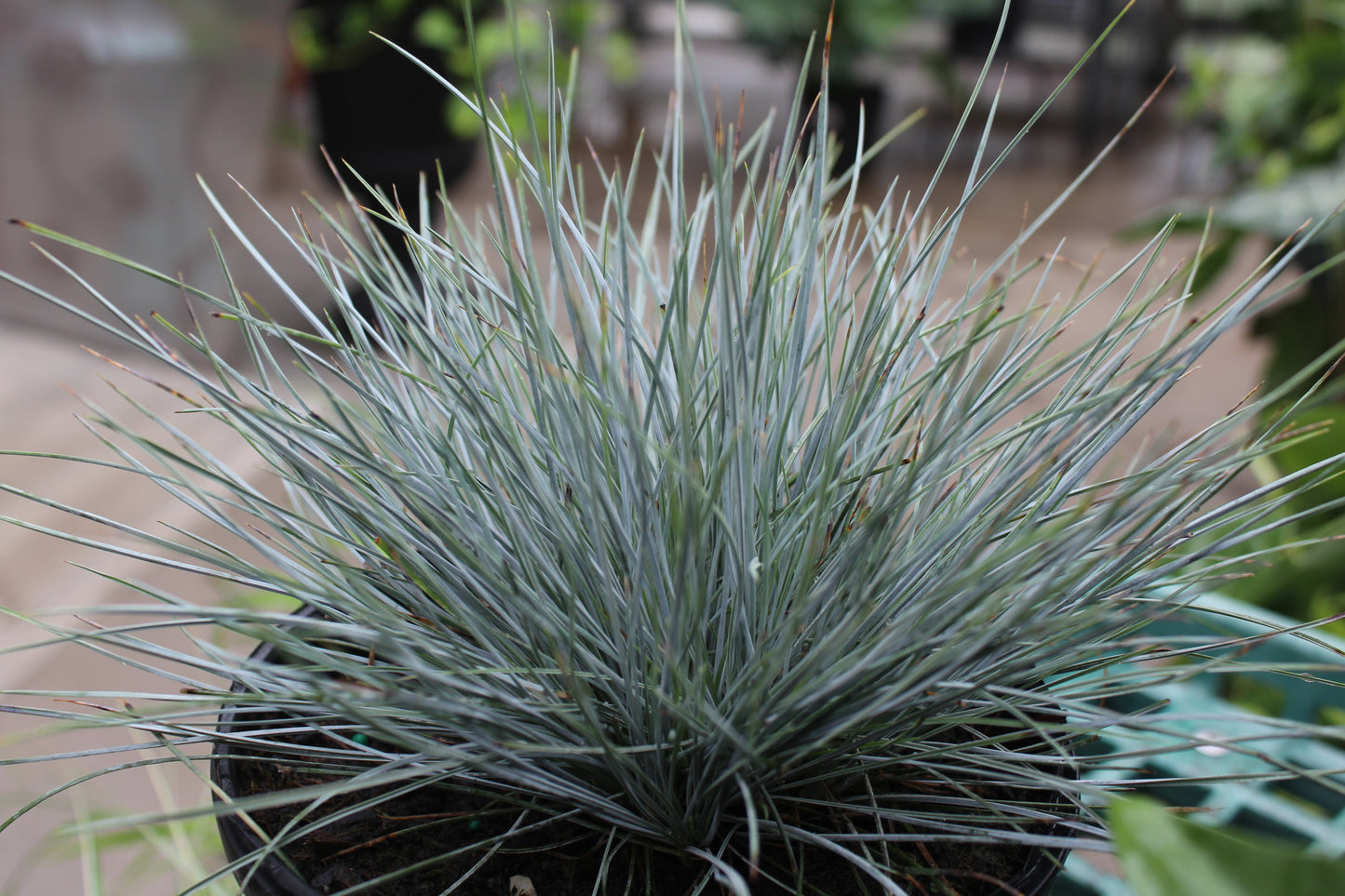 Festuca Elijah Blue 1 gal