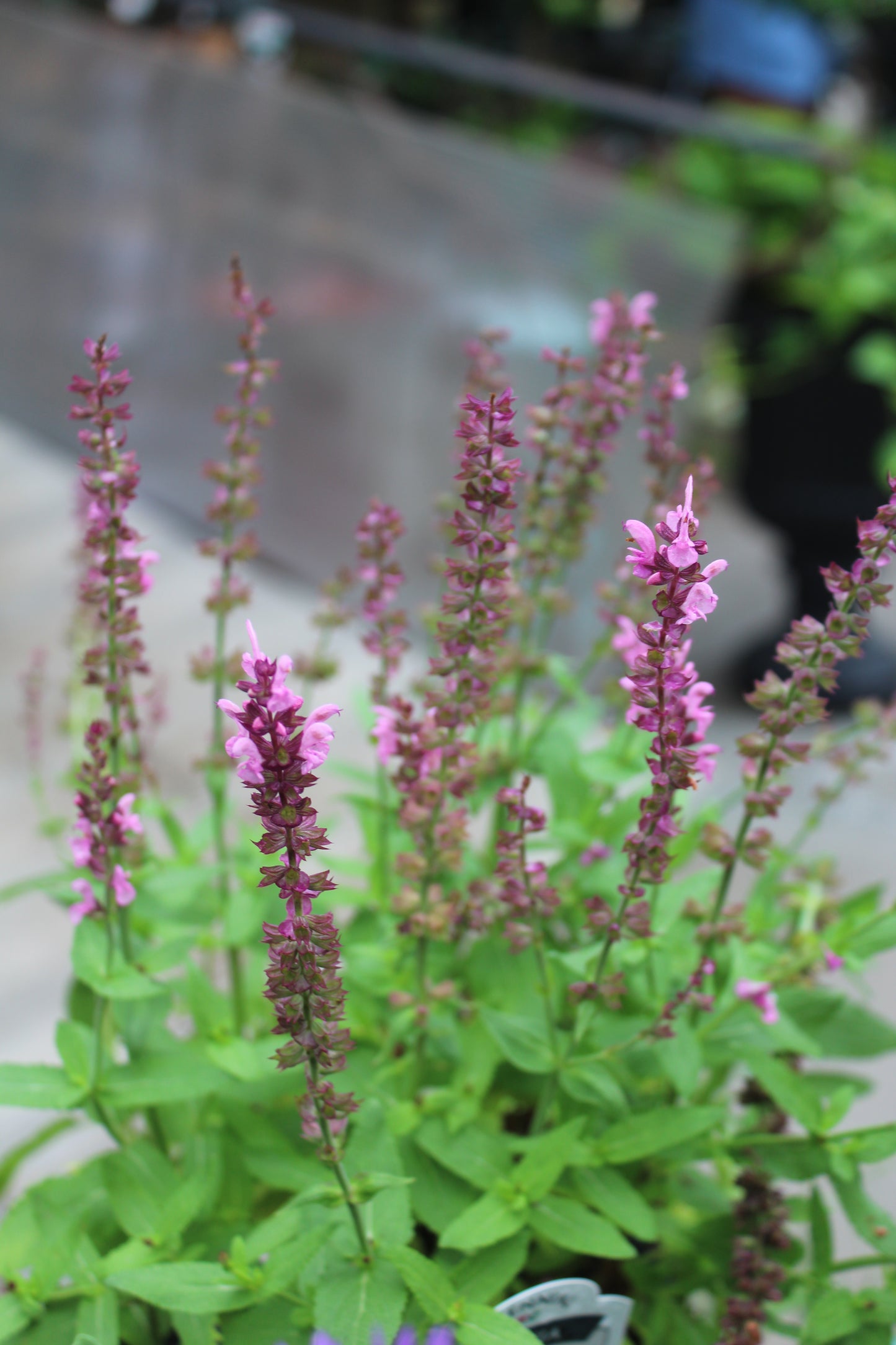 SALVIA nemorosa Jumbo Pink 1g