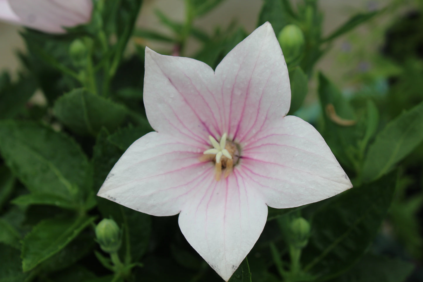 Platycodon Astra Pink 1g