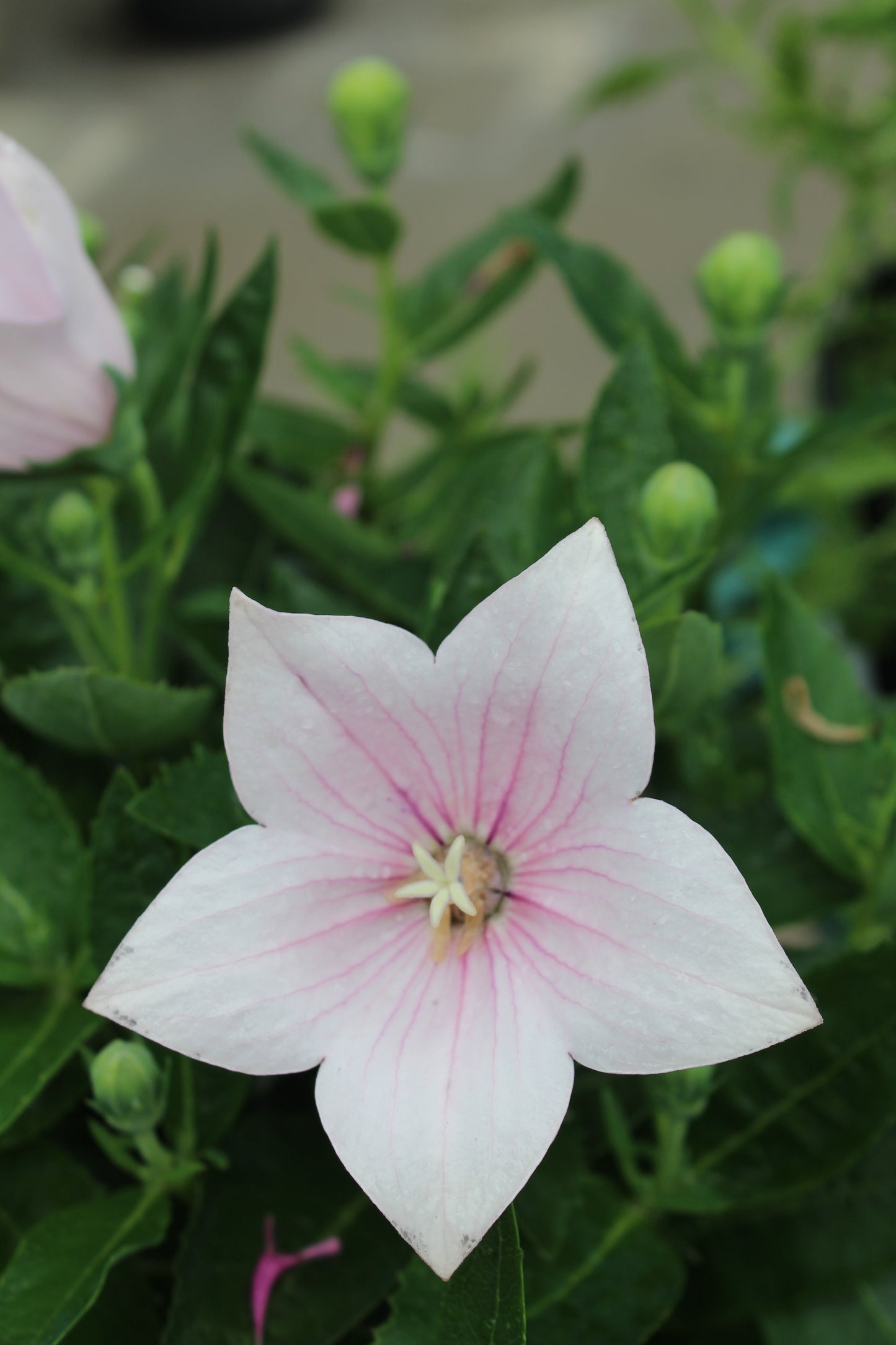 Platycodon Astra Pink 1g