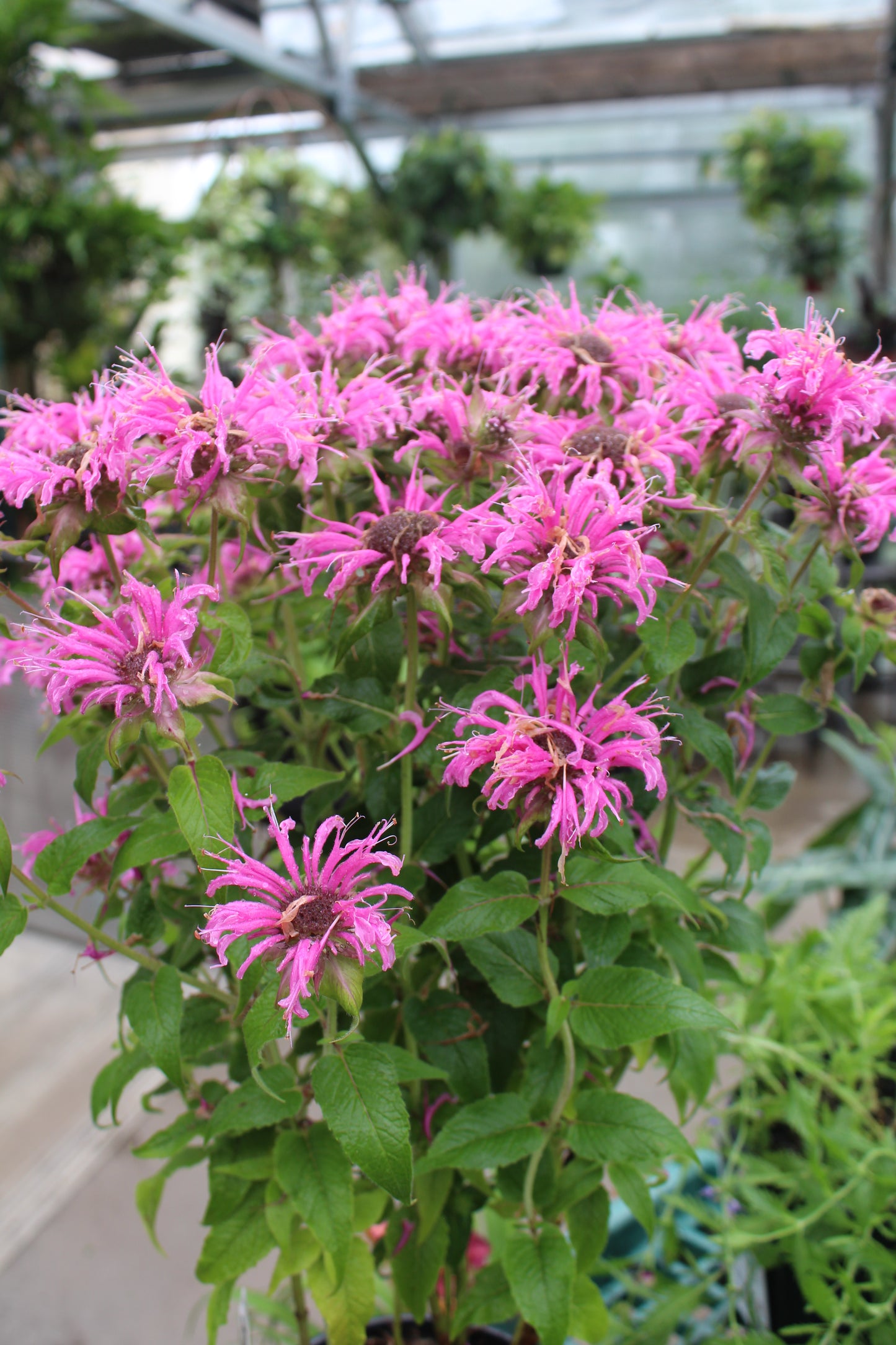 MONARDA Bee-Mine Pink 1g