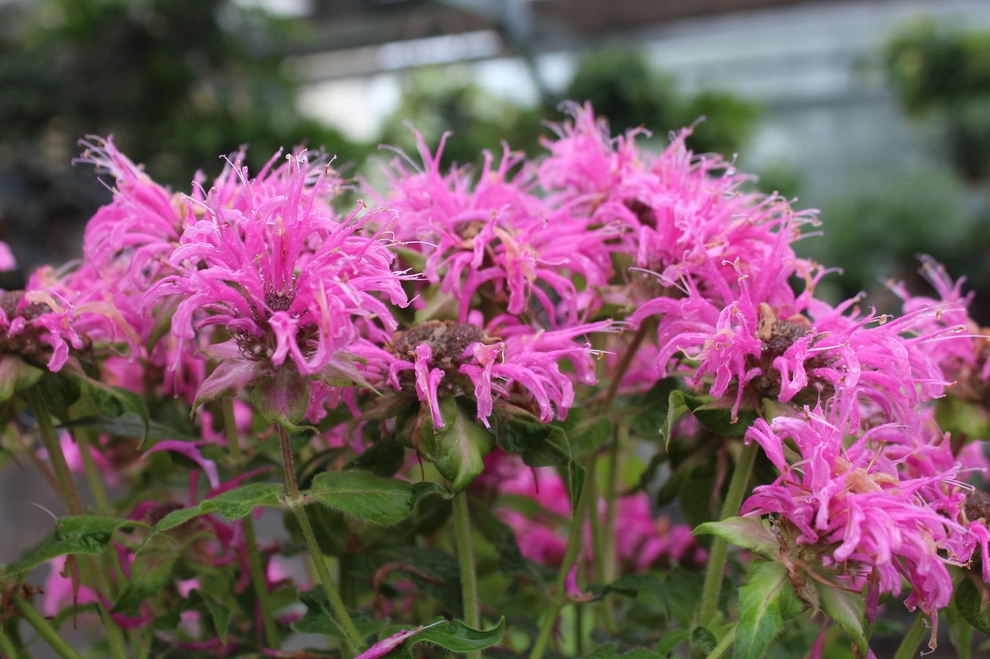 MONARDA Bee-Mine Pink 1g