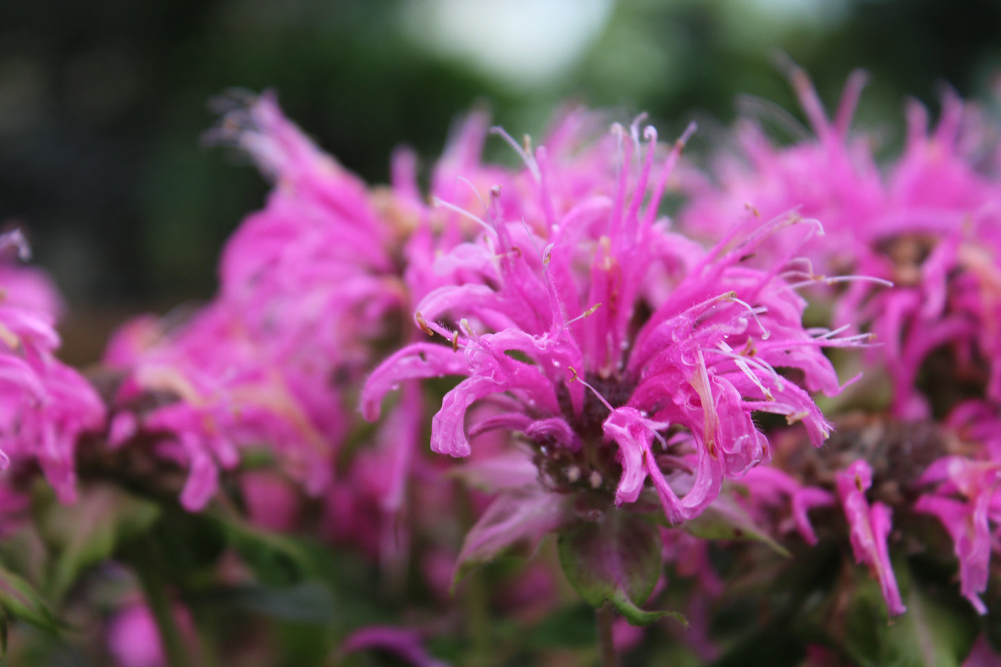 MONARDA Bee-Mine Pink 1g